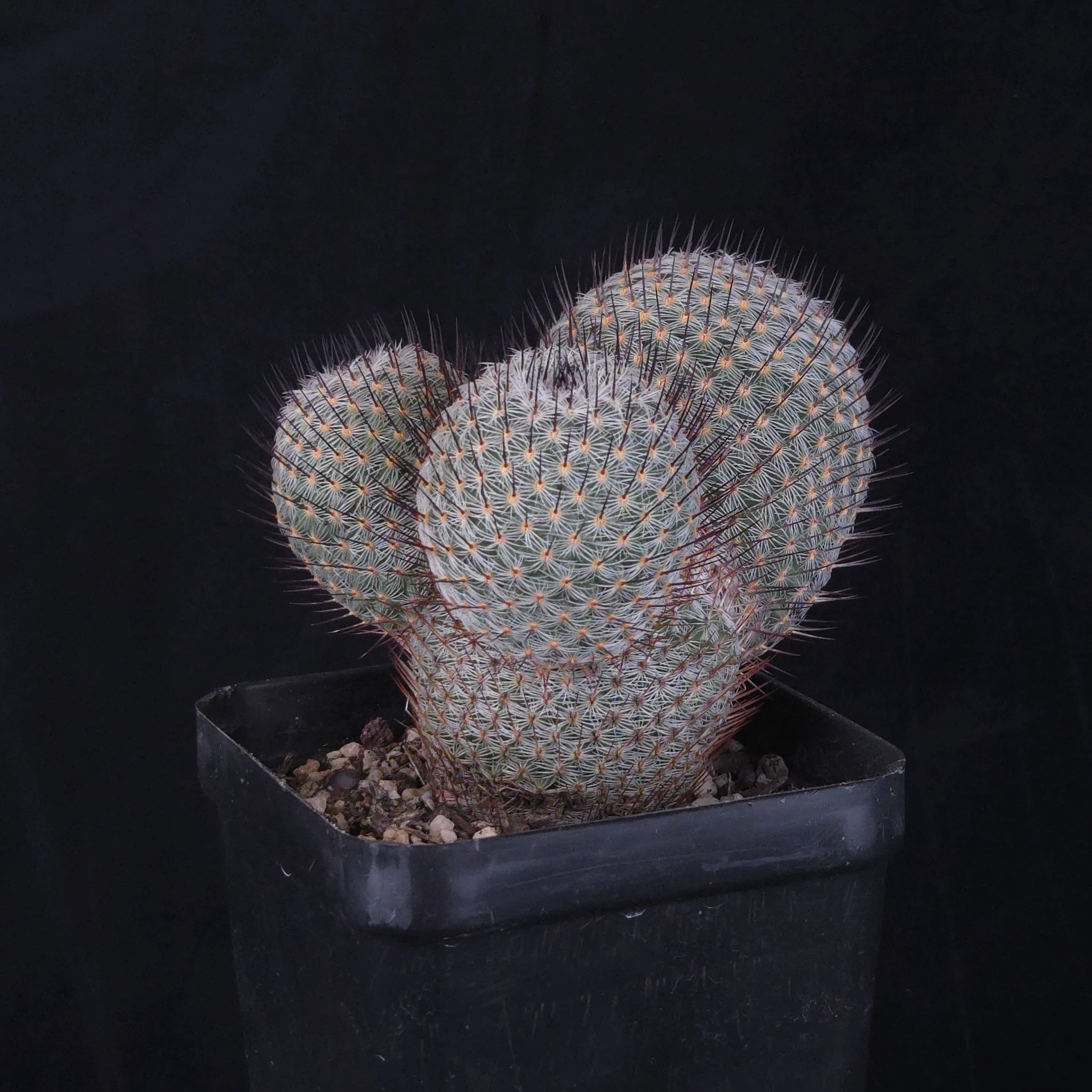 Mammillaria geminispina (elegans form) - Image 4