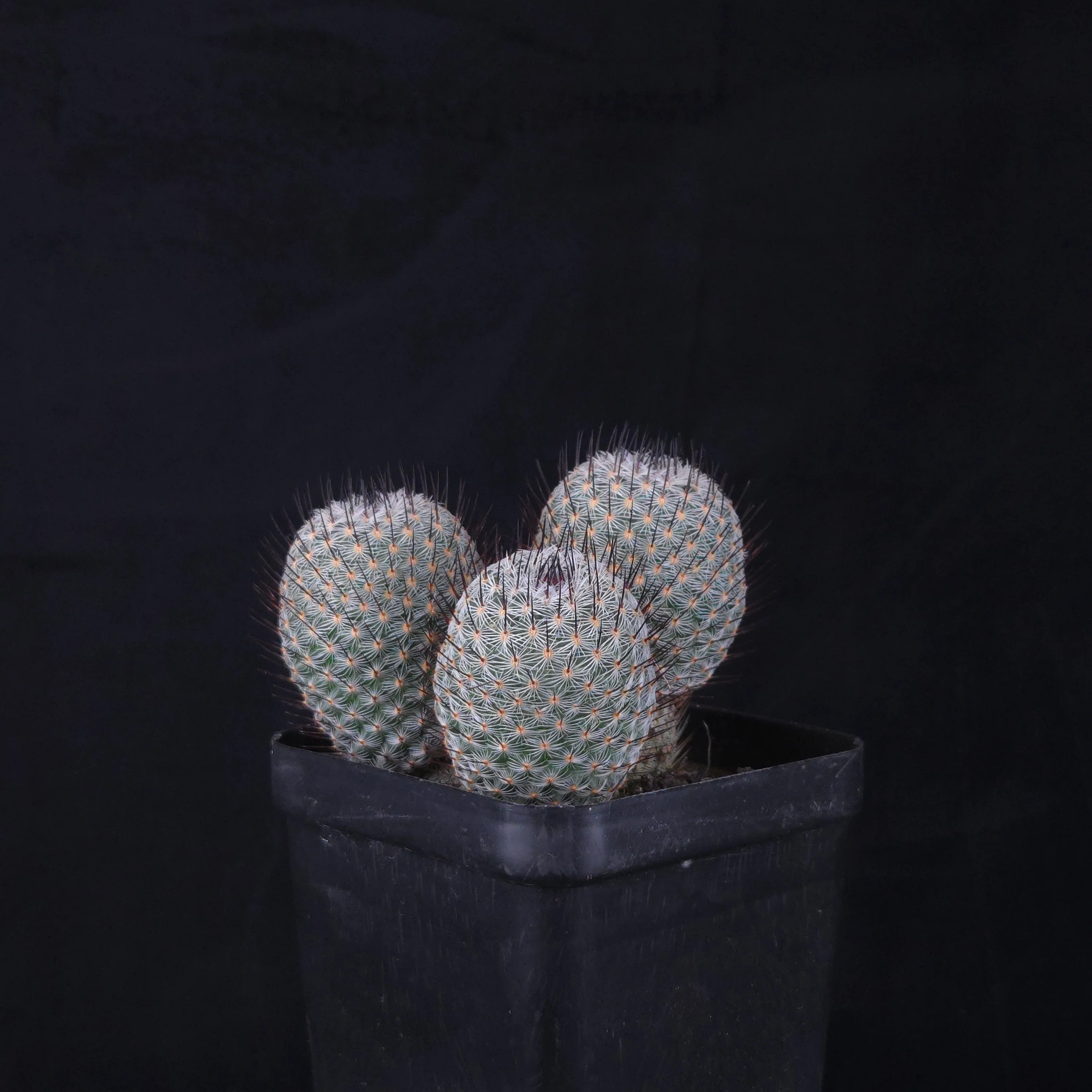 Mammillaria geminispina (elegans form) - Image 5
