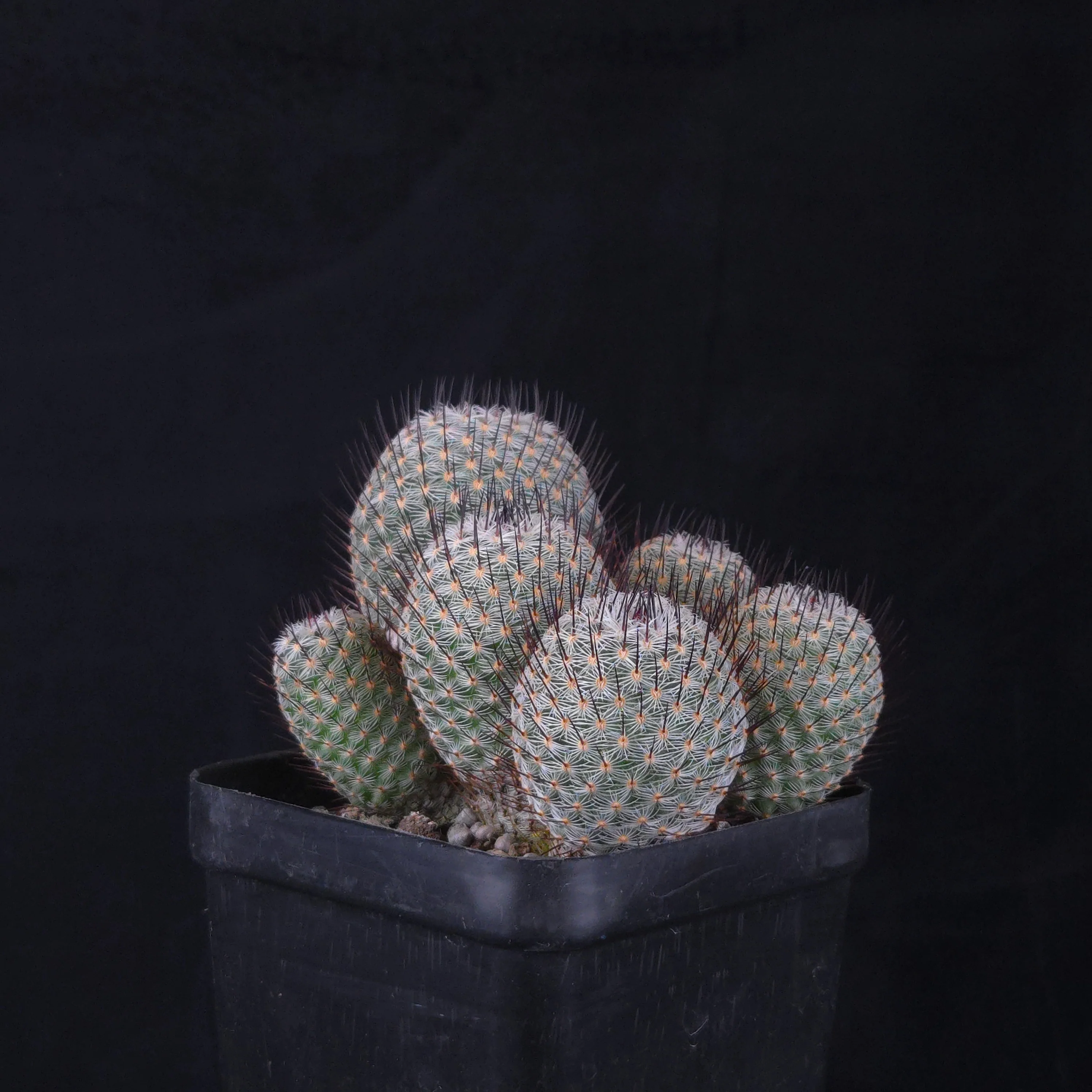 Mammillaria geminispina (elegans form) - Image 6
