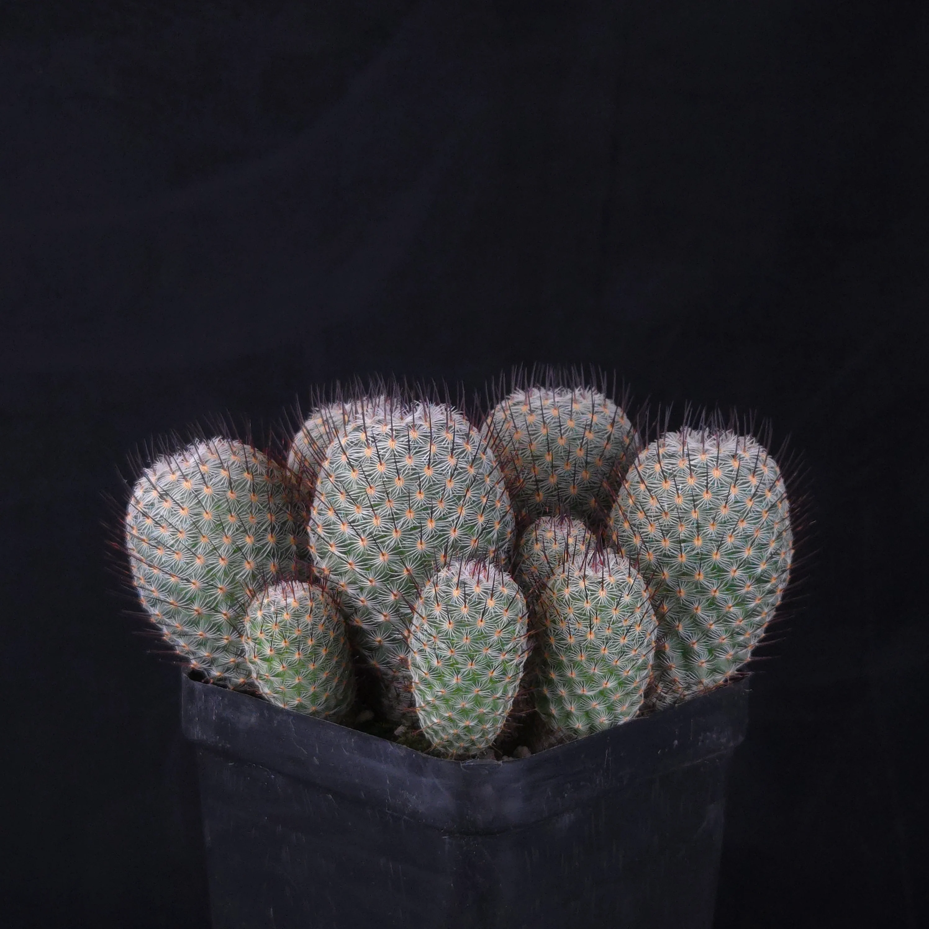 Mammillaria geminispina (elegans form) - Image 7