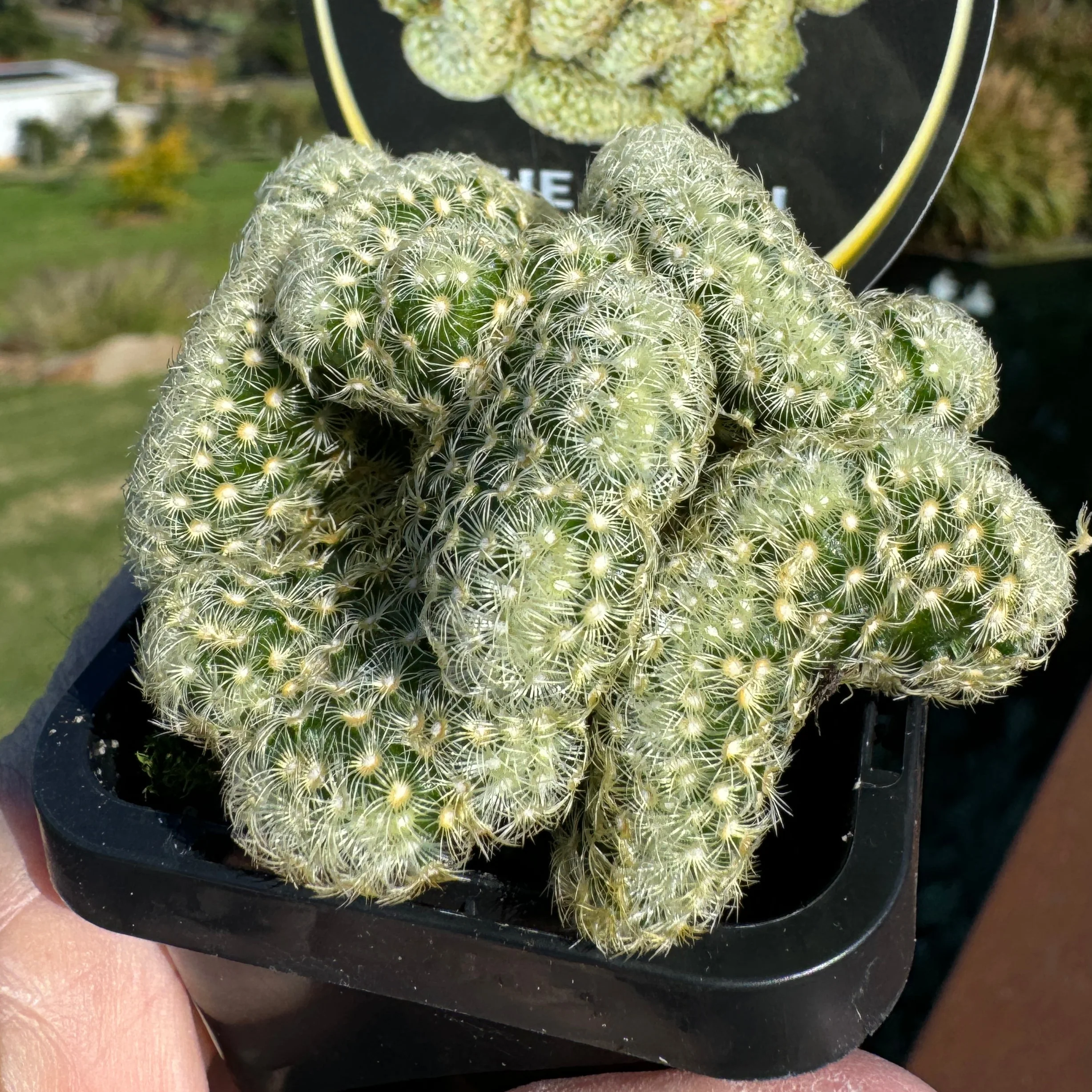 Mammillaria elongata cristata - The Brain Cactus - Image 2
