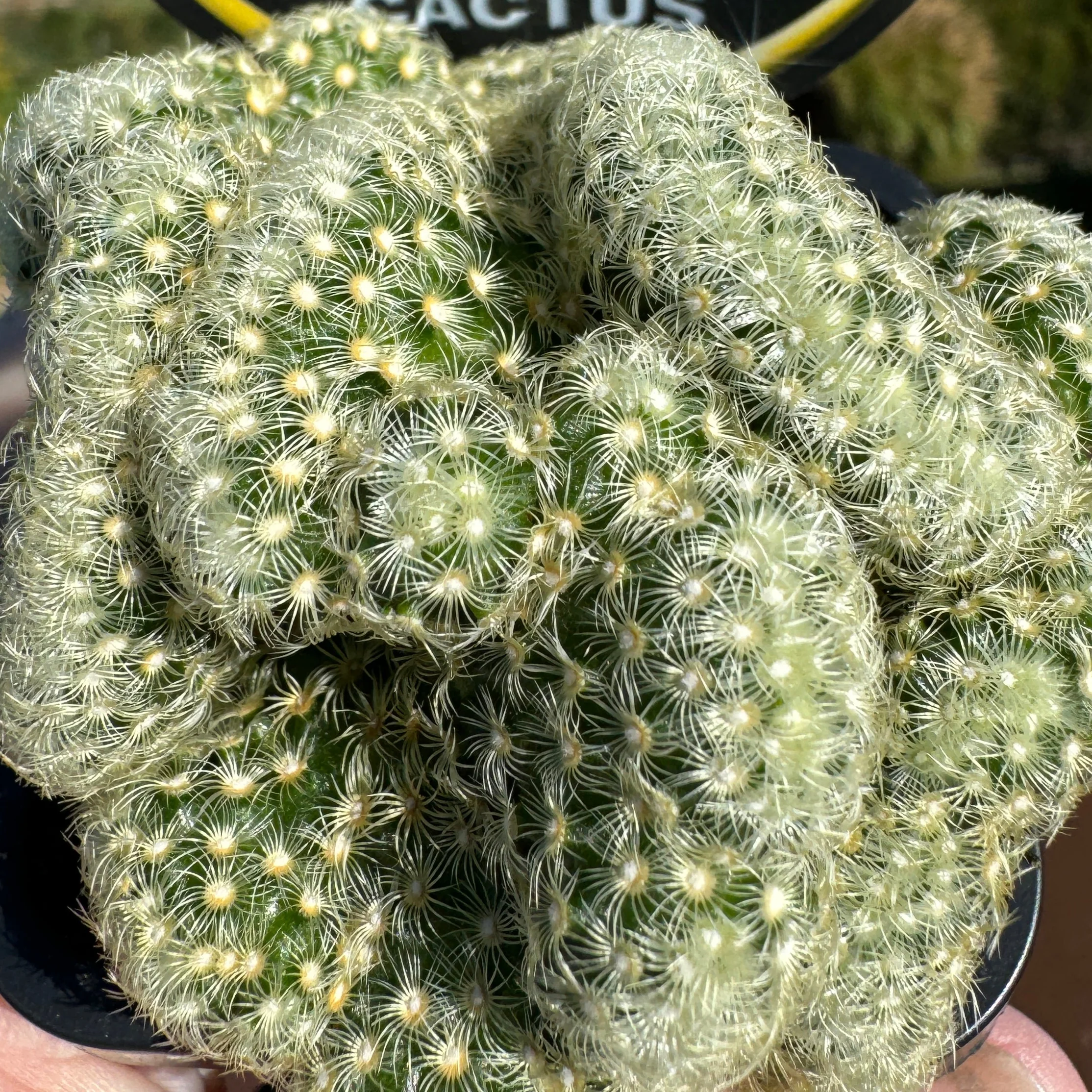 Mammillaria elongata cristata - The Brain Cactus - Image 3