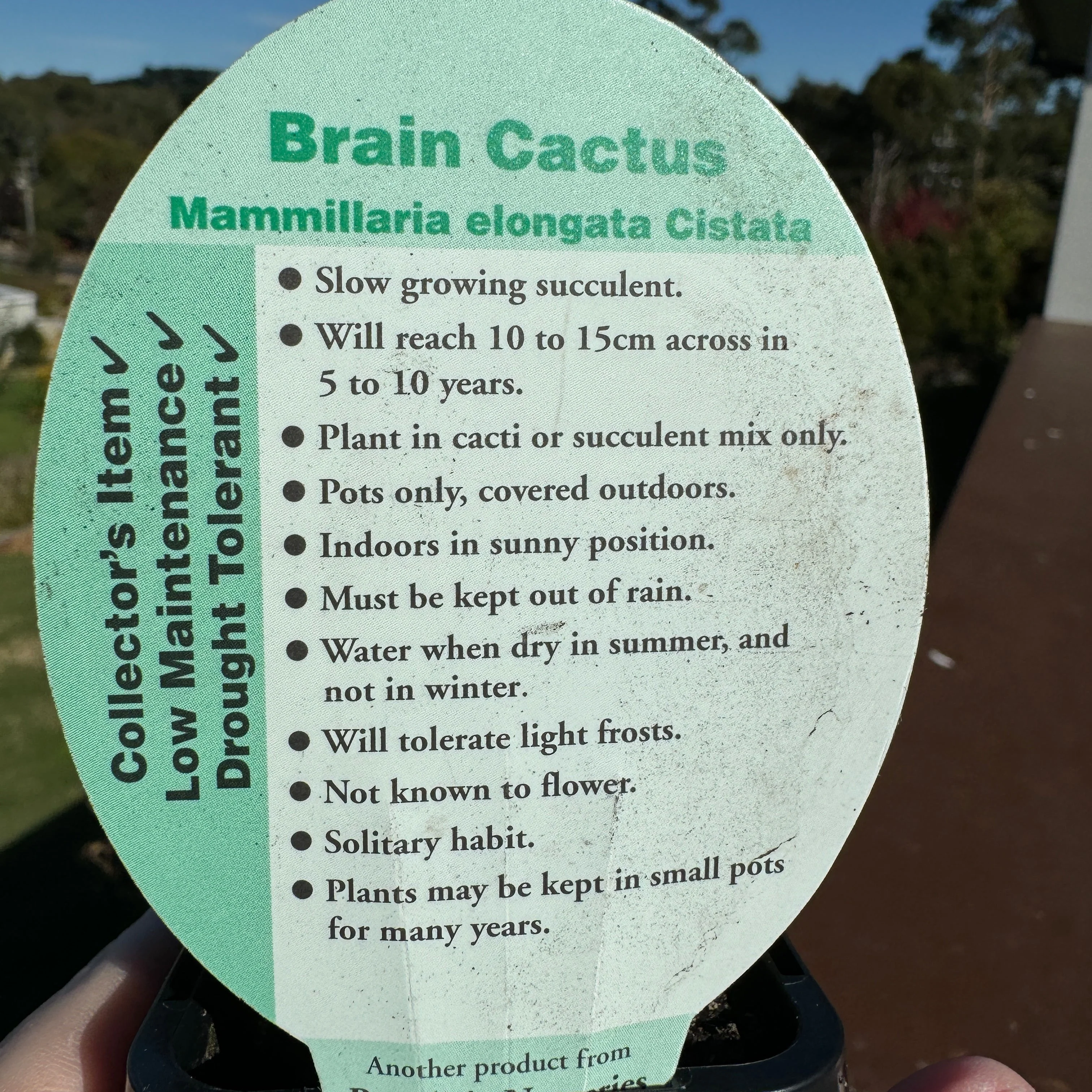 Mammillaria elongata cristata - The Brain Cactus - Image 4