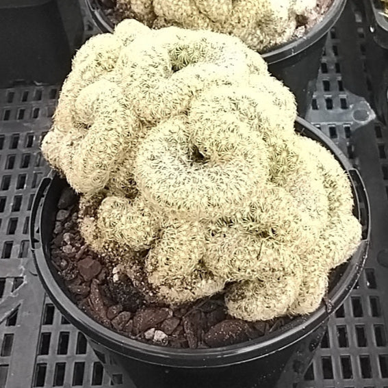 Mammillaria elongata cristata - The Brain Cactus - Image 5