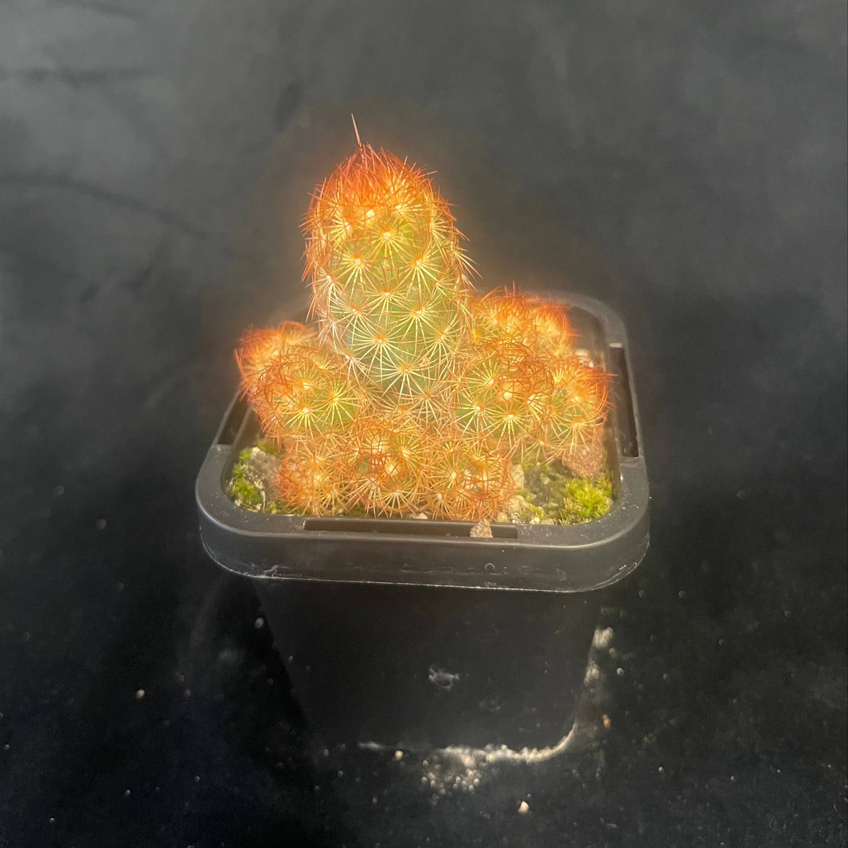 Mammillaria elongata 'Red' - Image 2