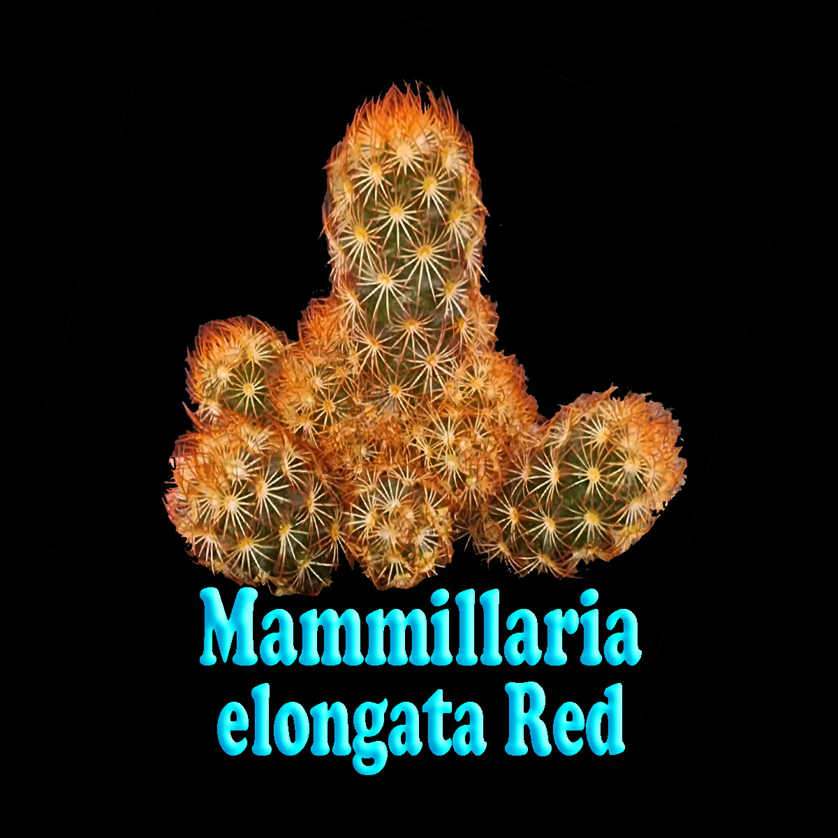Mammillaria elongata 'Red' - Image 3