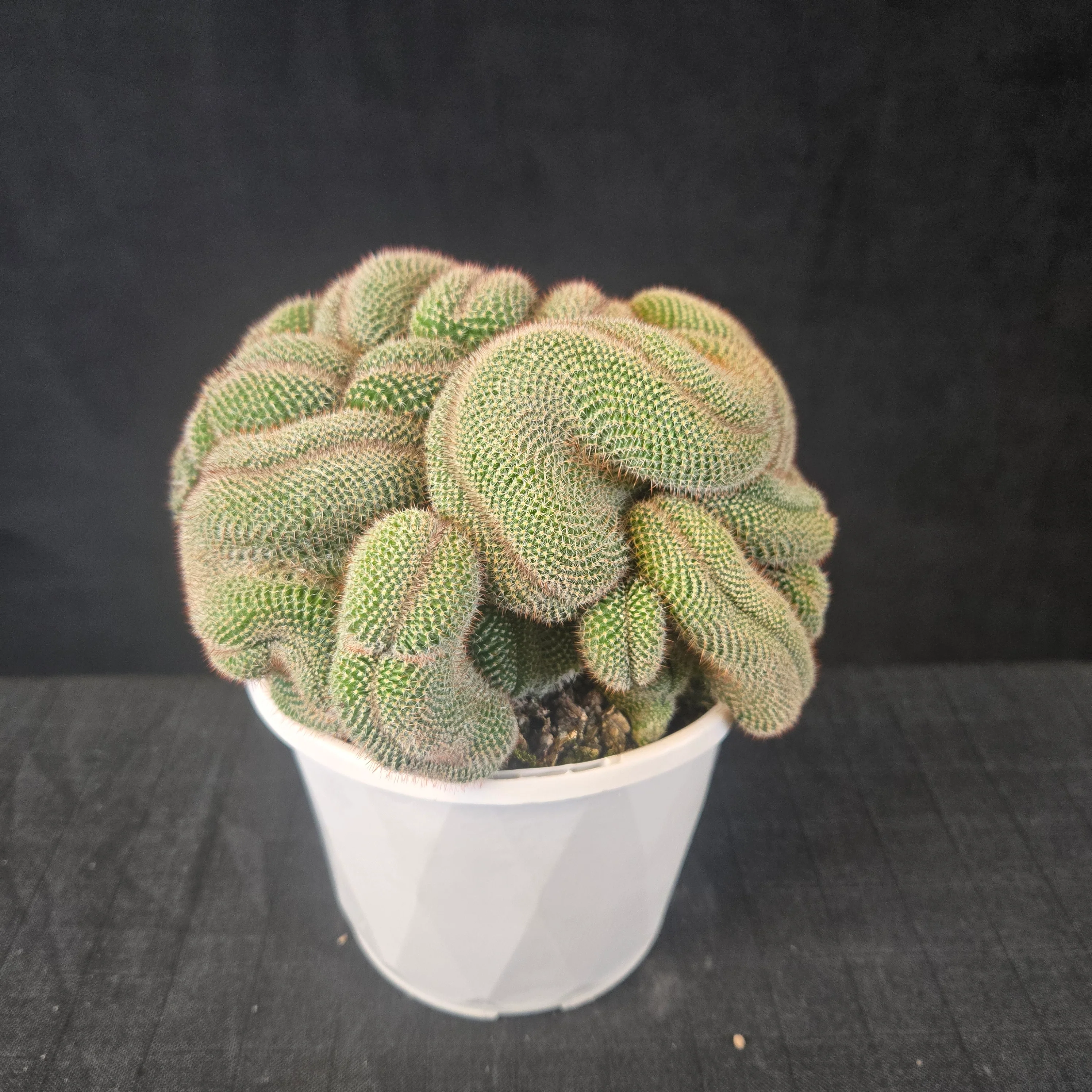 Mammillaria hahniana f. cristata