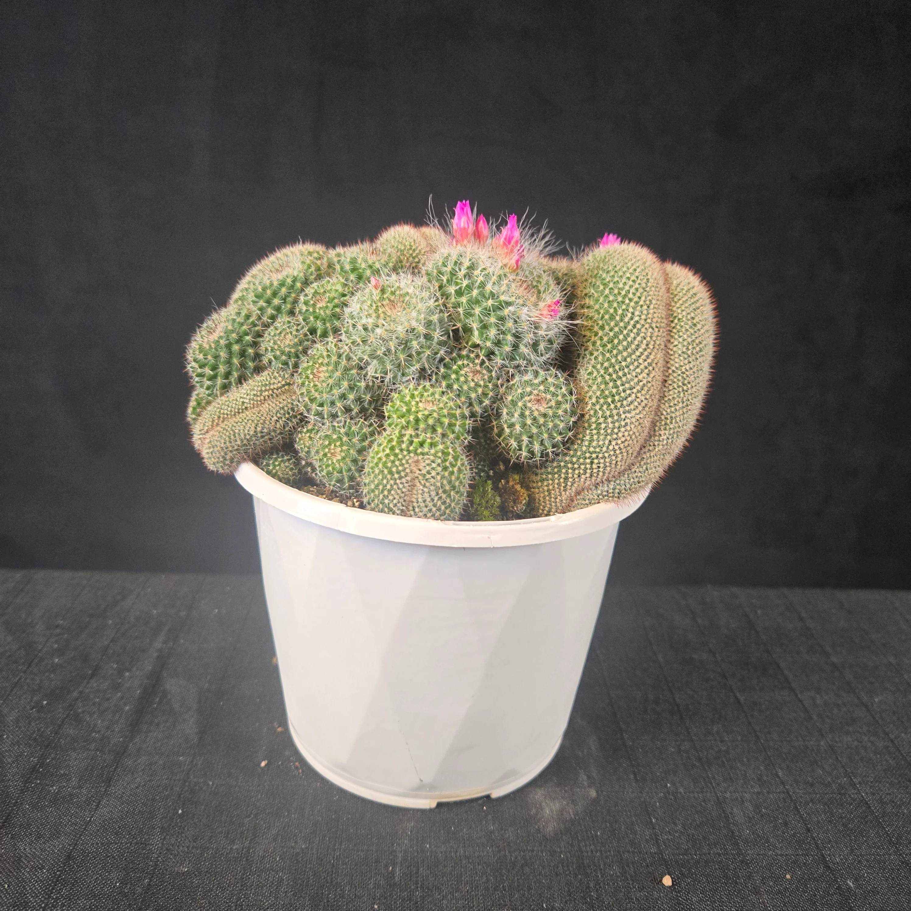 Mammillaria hahniana f. cristata - Image 2