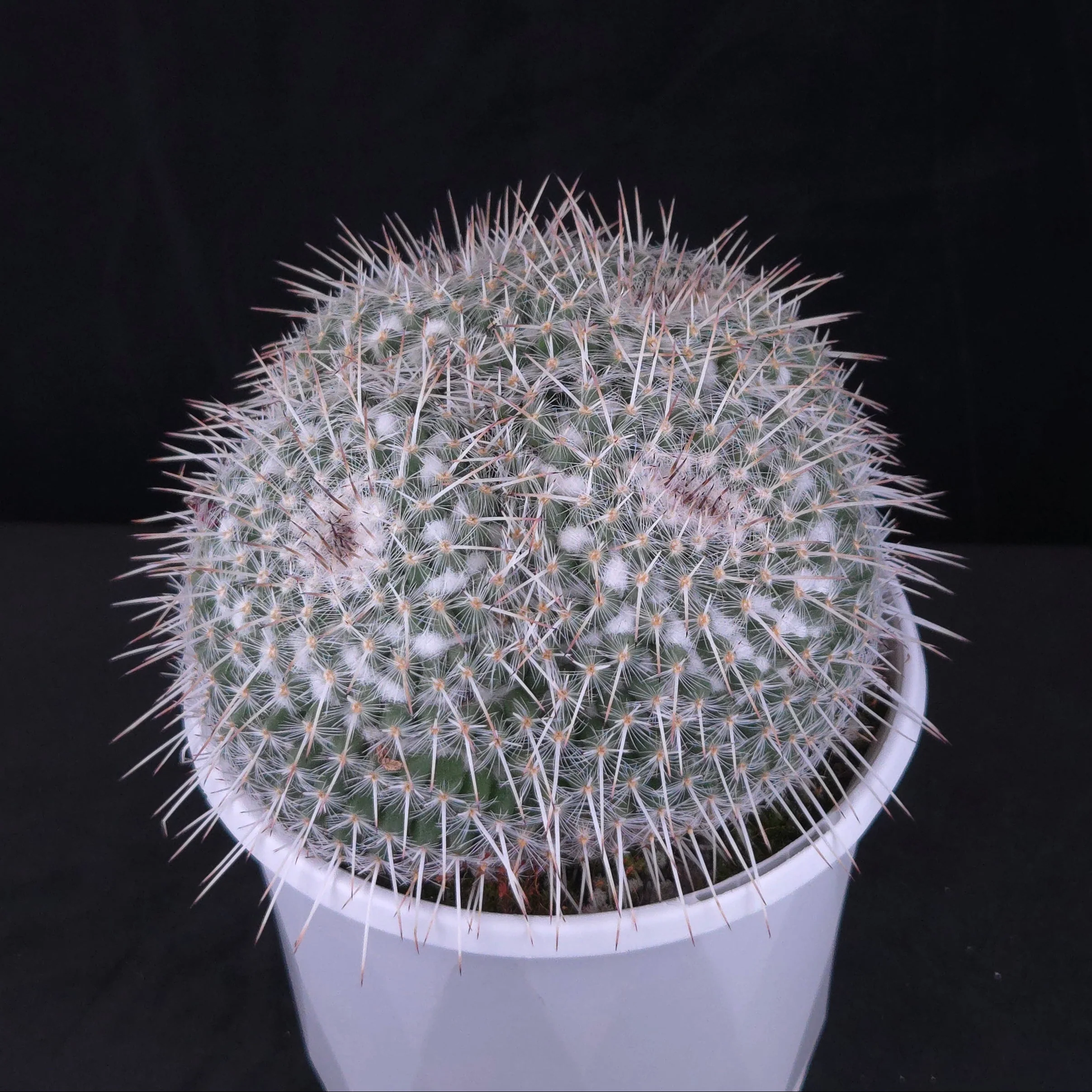 Mammillaria parkinsonii - One Off Specials - Image 3