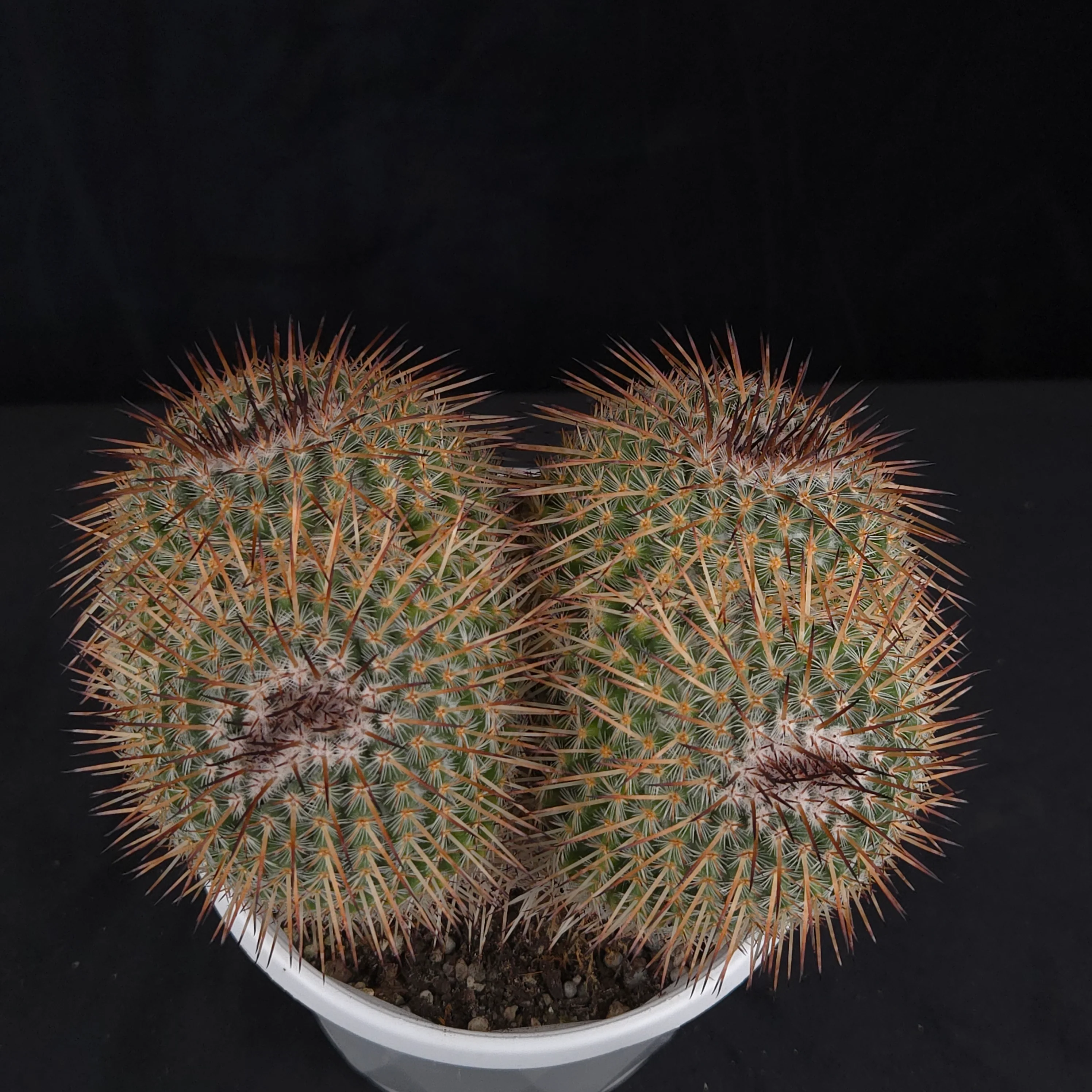 Mammillaria parkinsonii - One Off Specials - Image 4