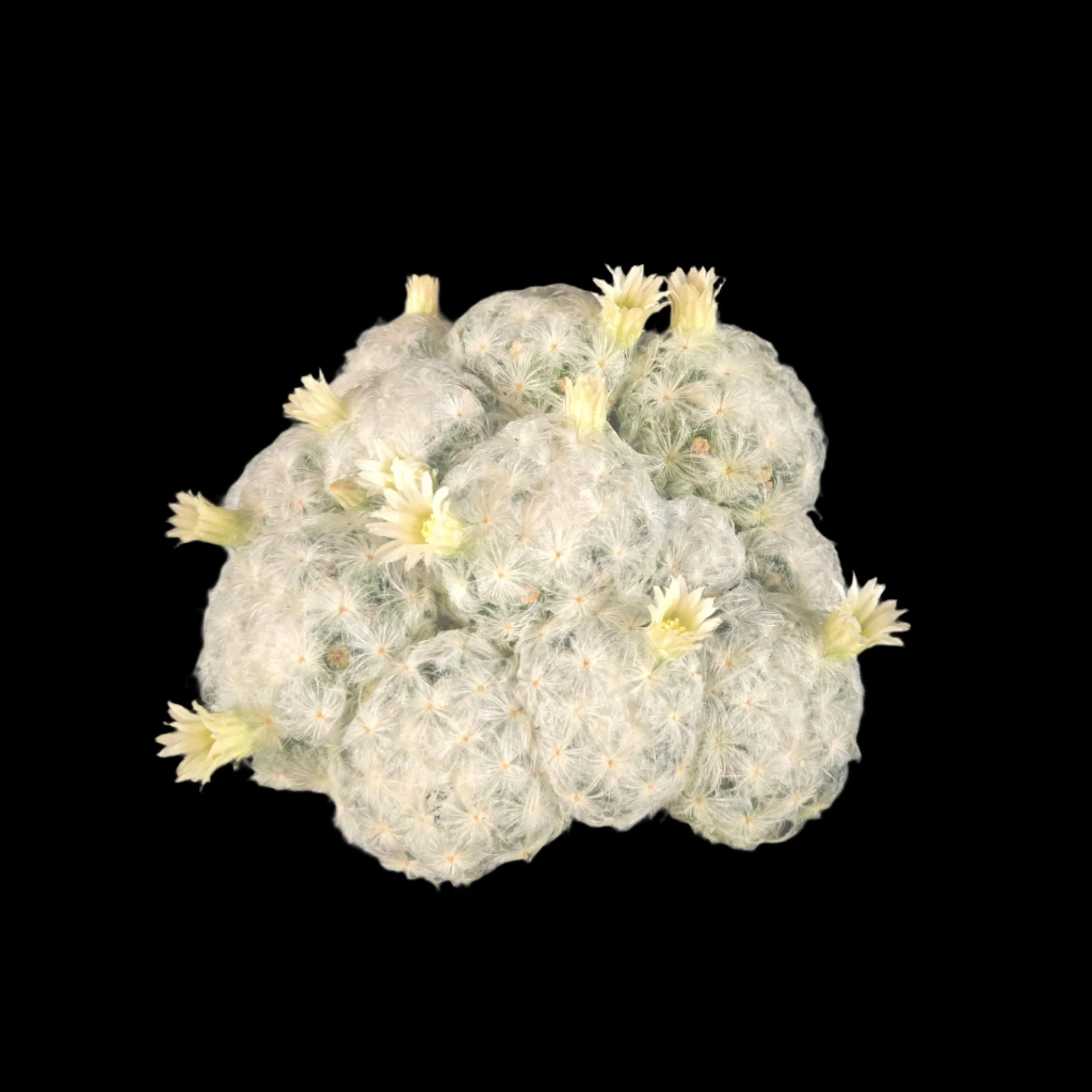 Mammillaria plumosa - One Off Specials - Image 2