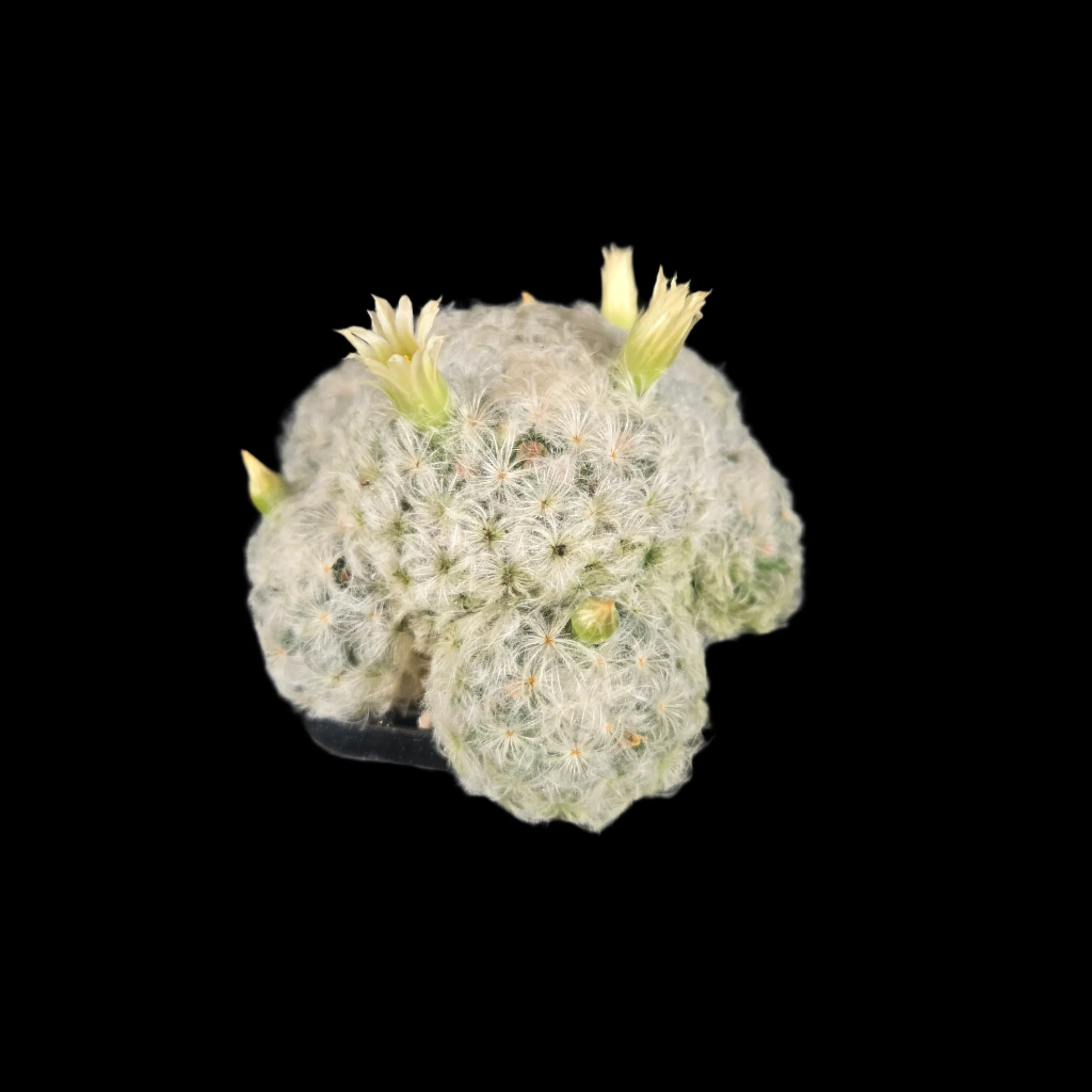 Mammillaria plumosa - One Off Specials - Image 3
