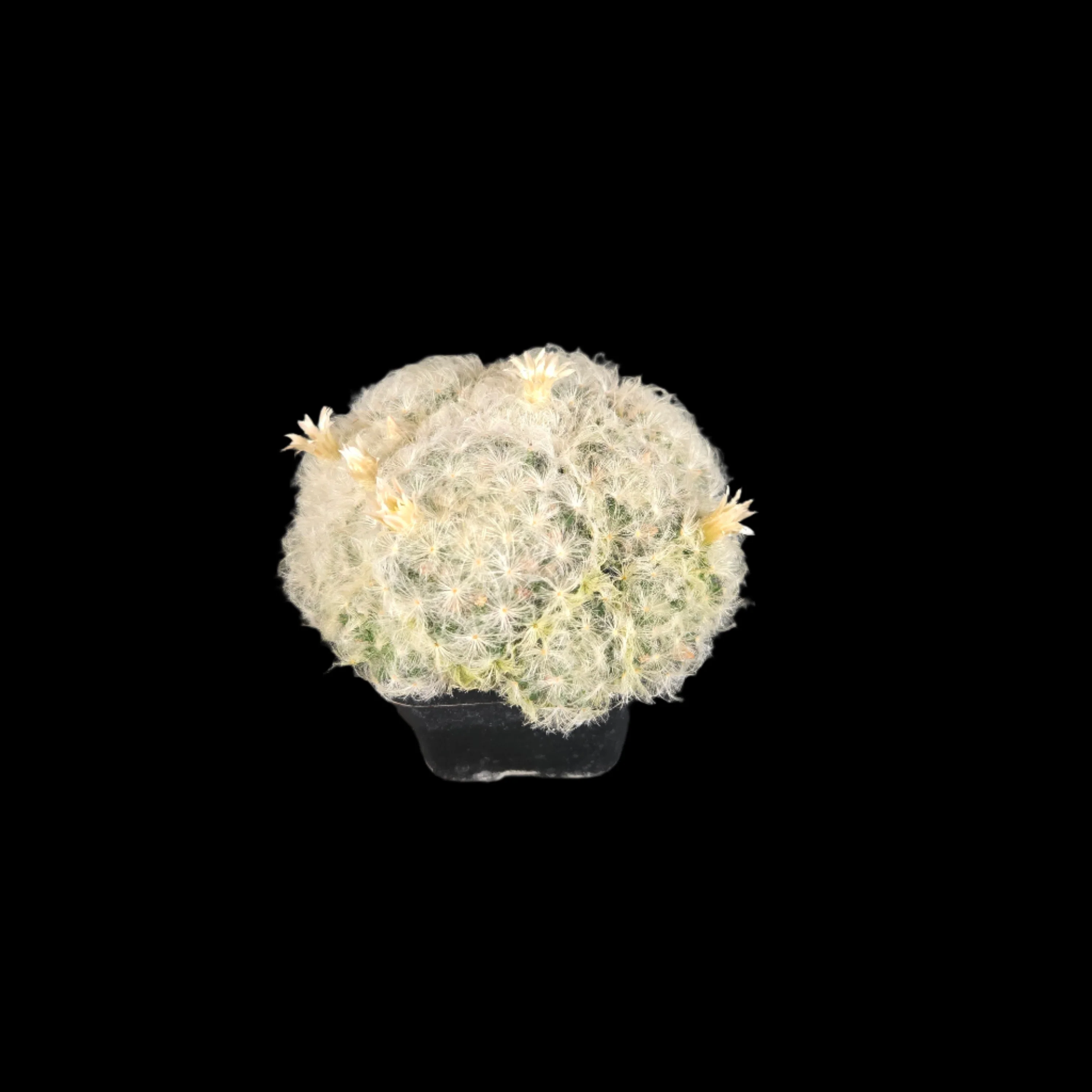 Mammillaria plumosa - One Off Specials - Image 5