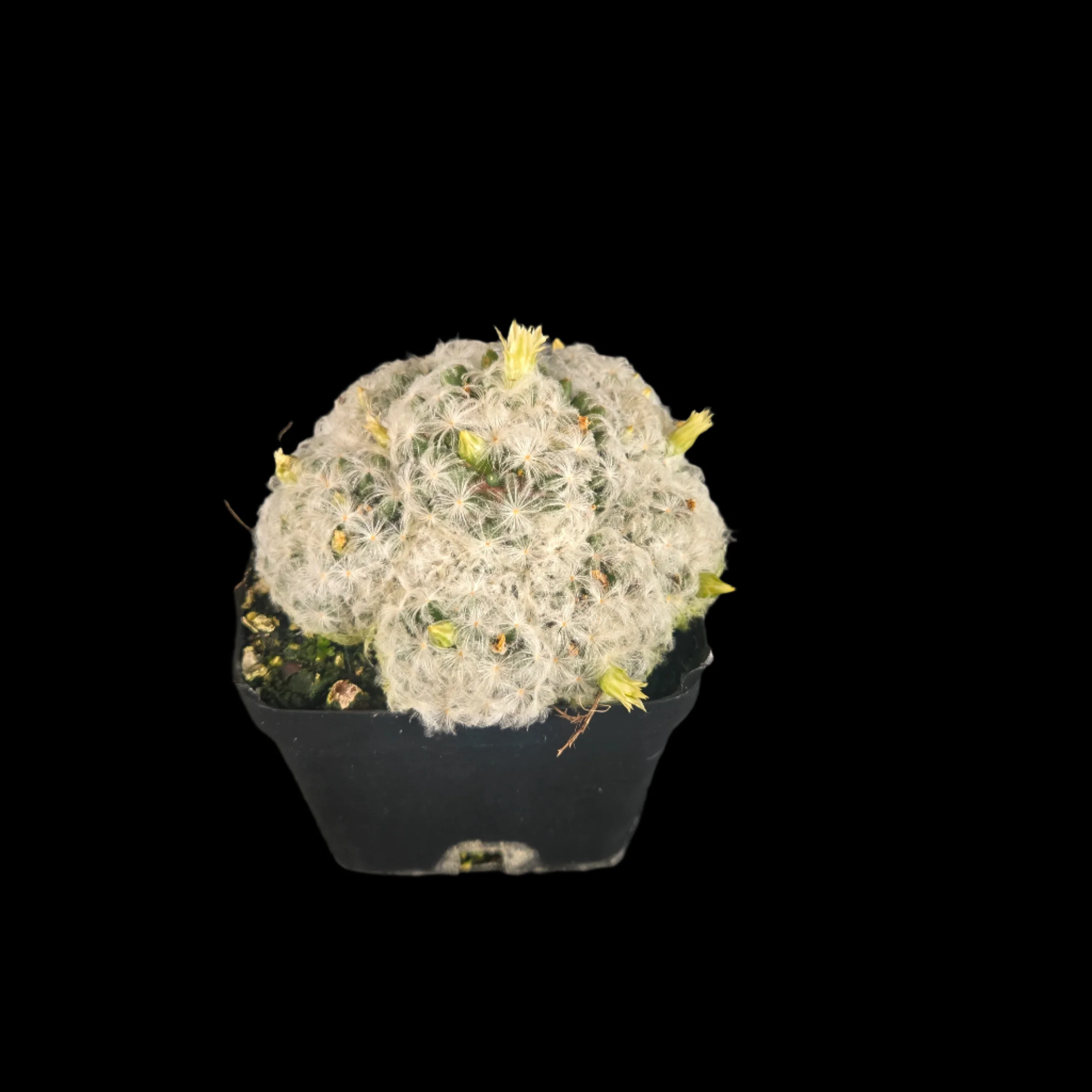 Mammillaria plumosa - One Off Specials - Image 6