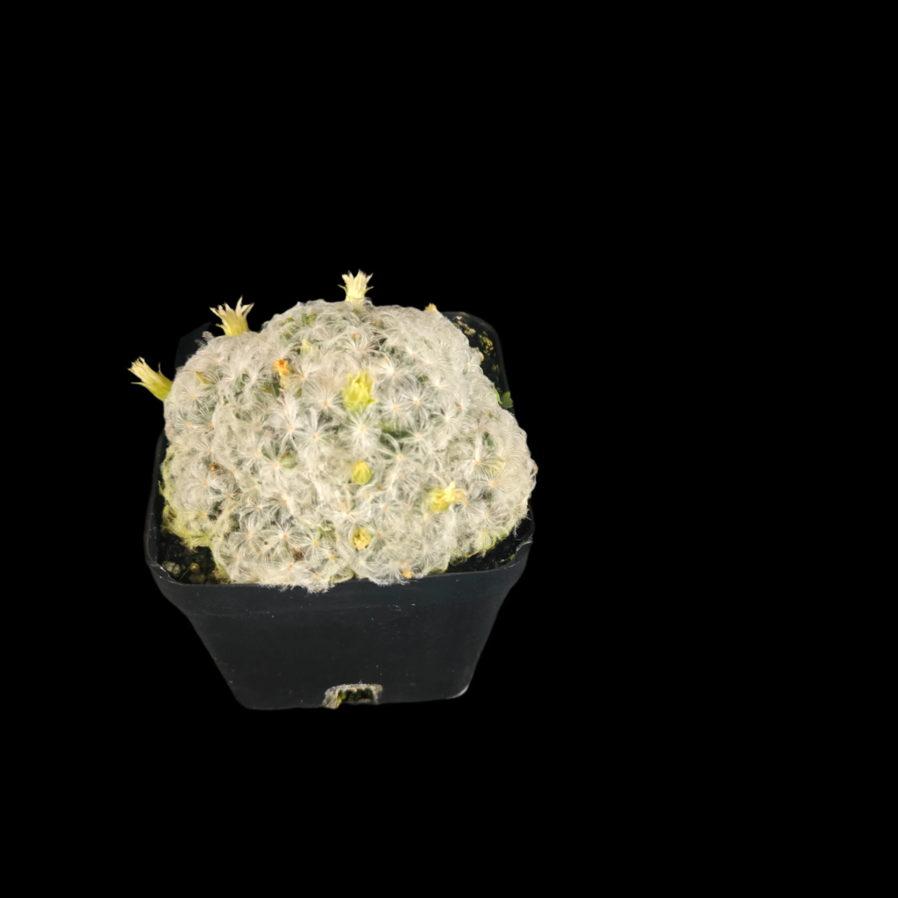 Mammillaria plumosa - One Off Specials - Image 7