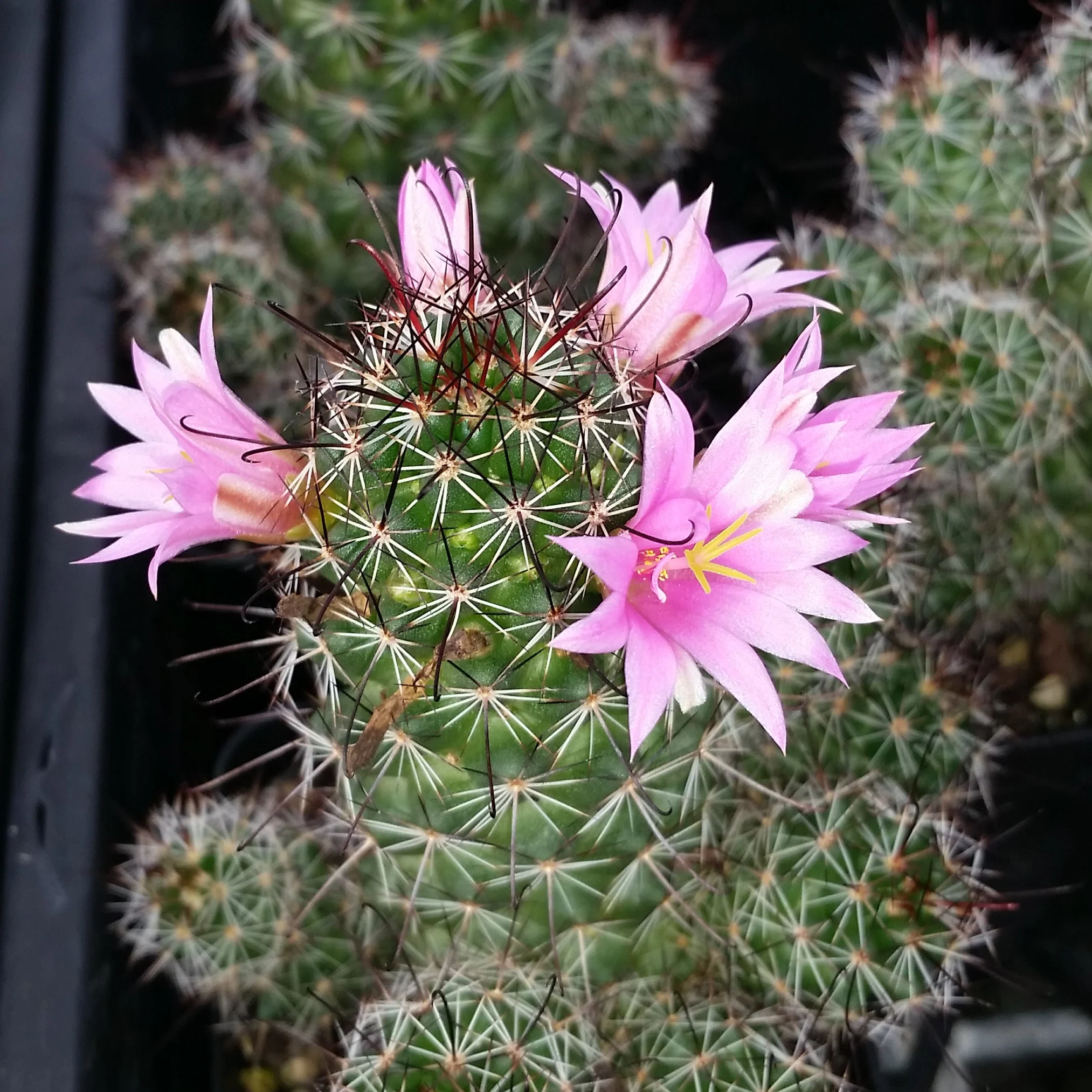 Mammillaria sheldonii - Image 2