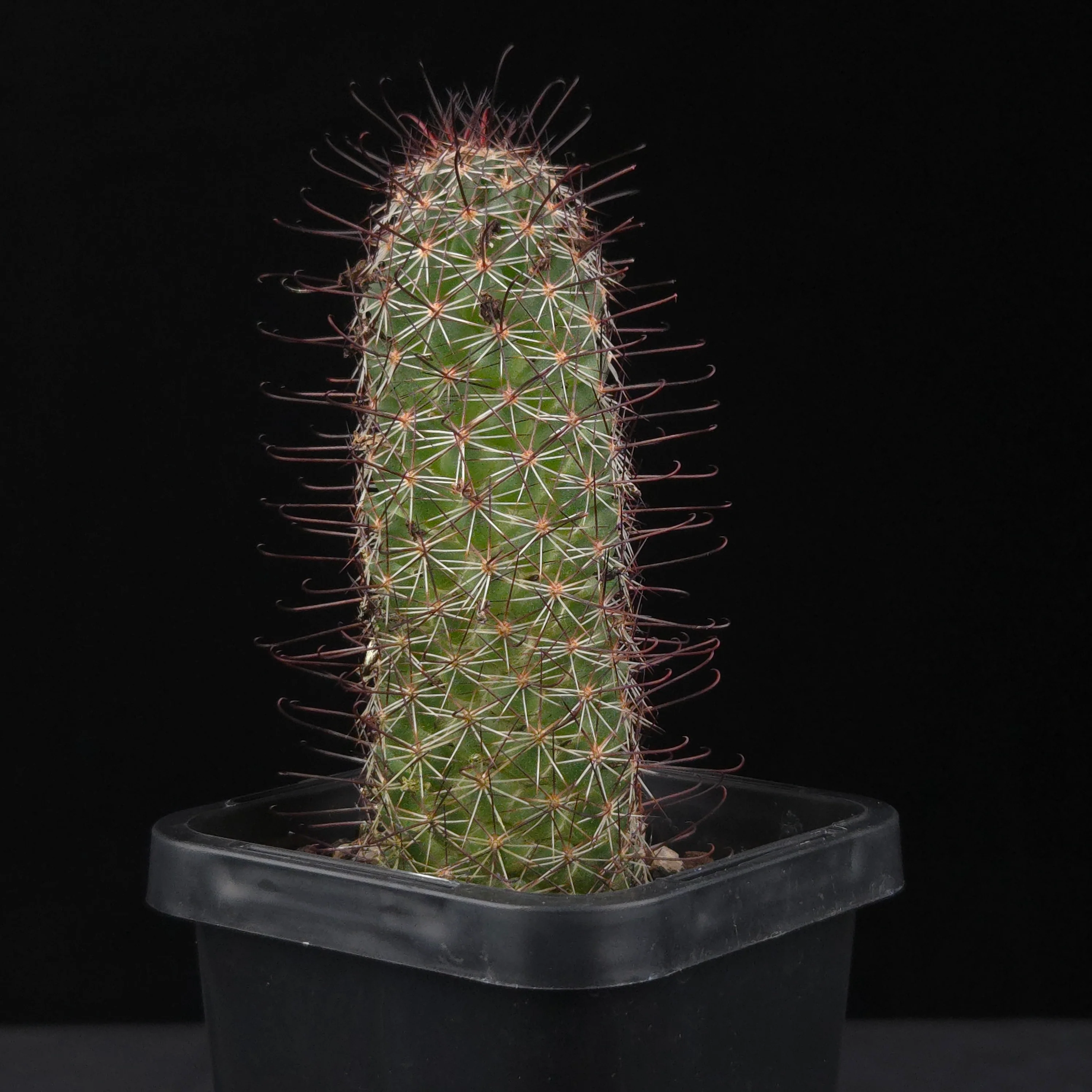 Mammillaria sheldonii - Image 3
