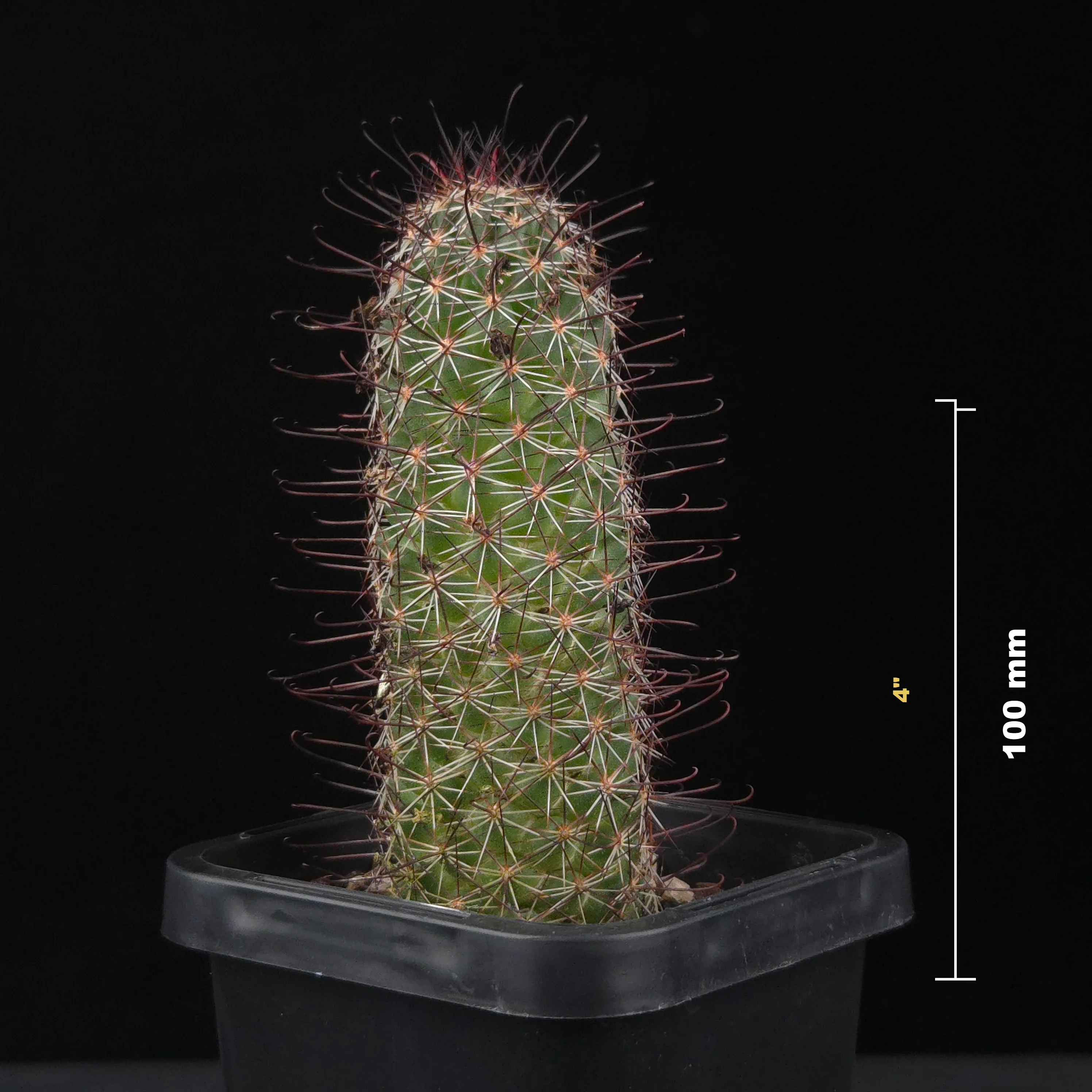Mammillaria sheldonii - Image 4