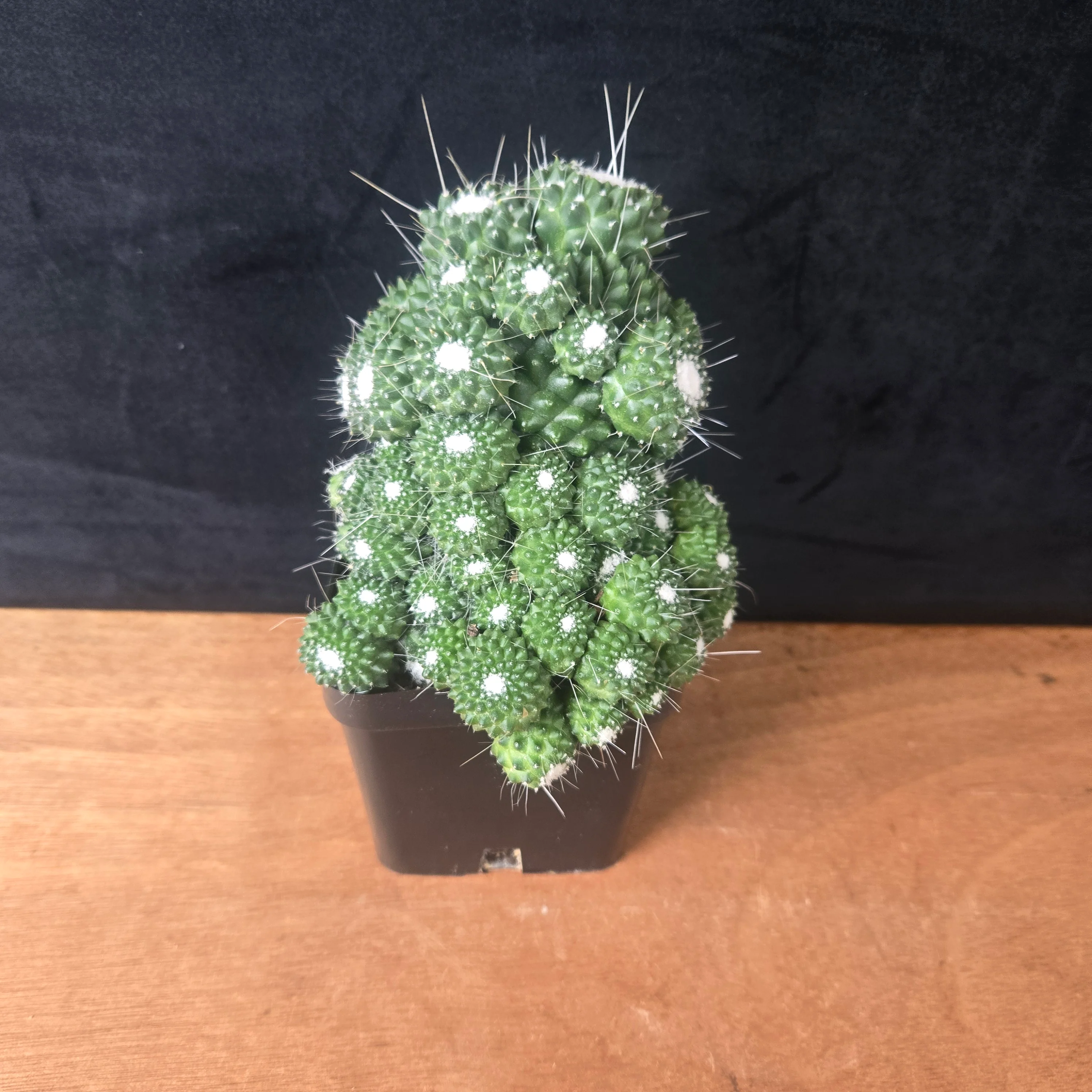 Mammillaria spinosissima 'Compacta' - One Off Specials - Image 2