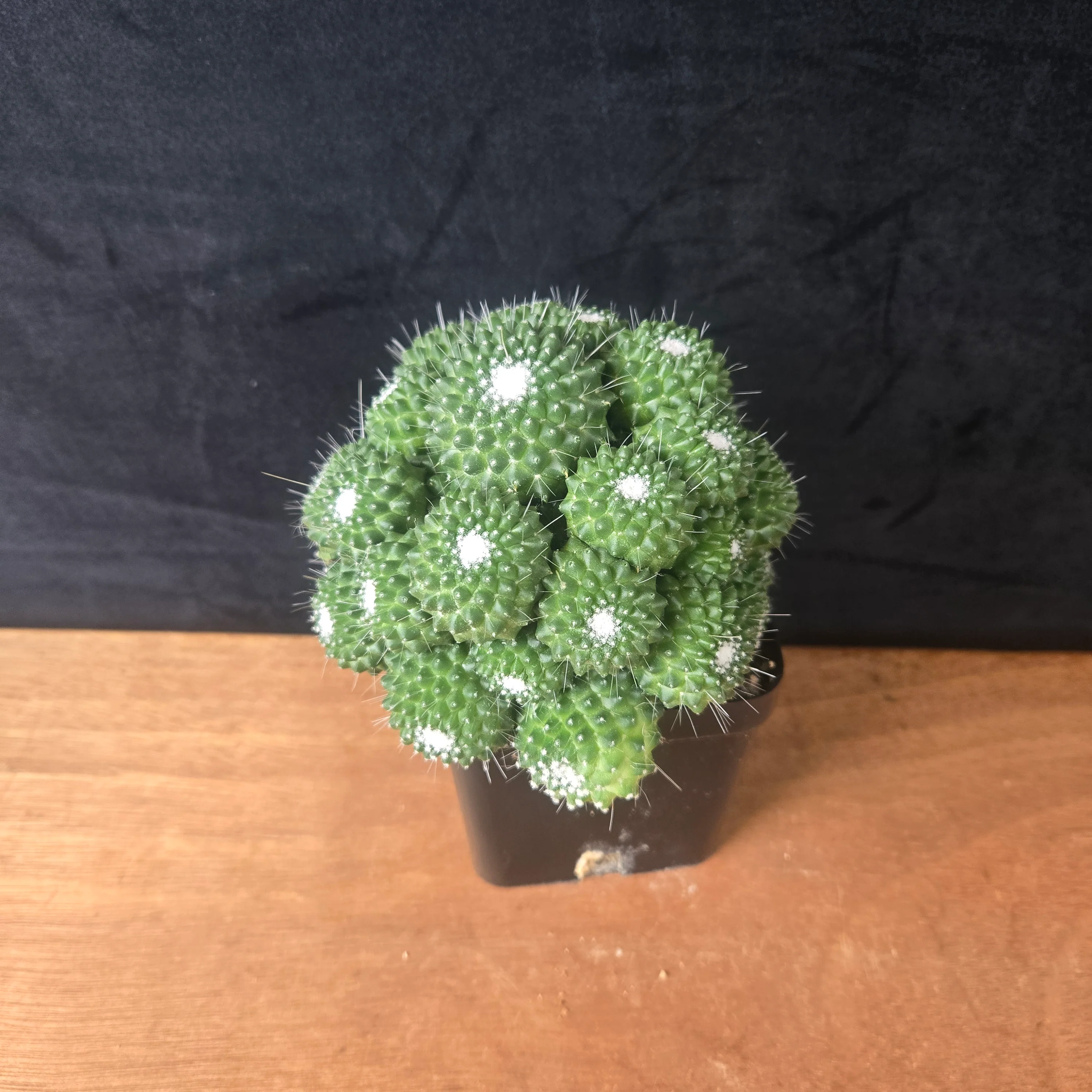 Mammillaria spinosissima 'Compacta' - One Off Specials - Image 3