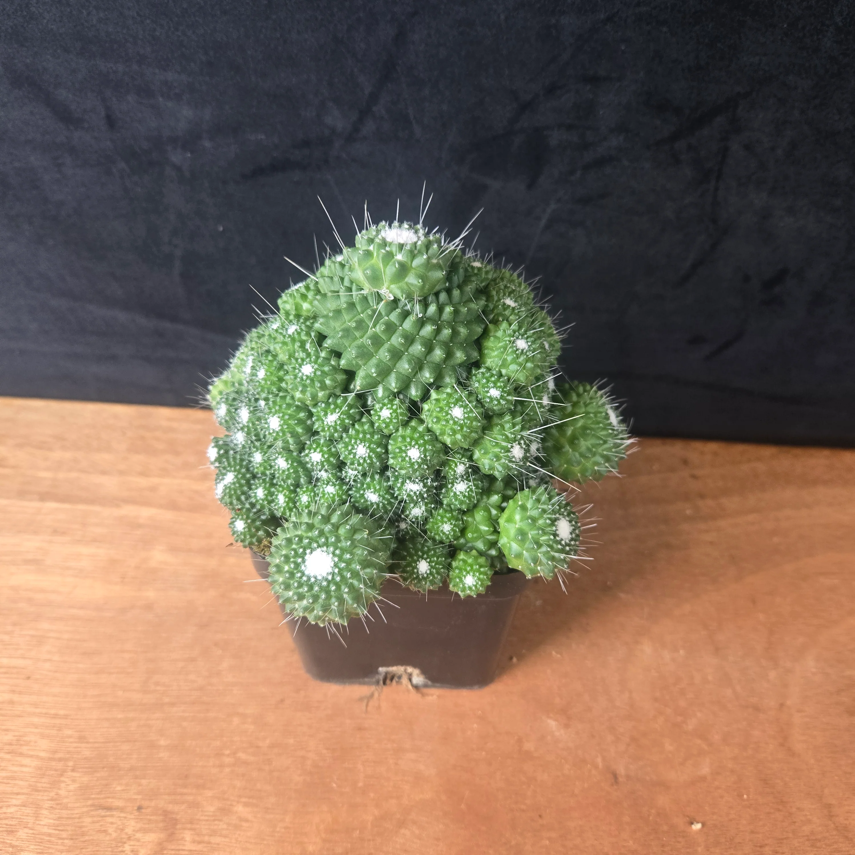 Mammillaria spinosissima 'Compacta' - One Off Specials - Image 4
