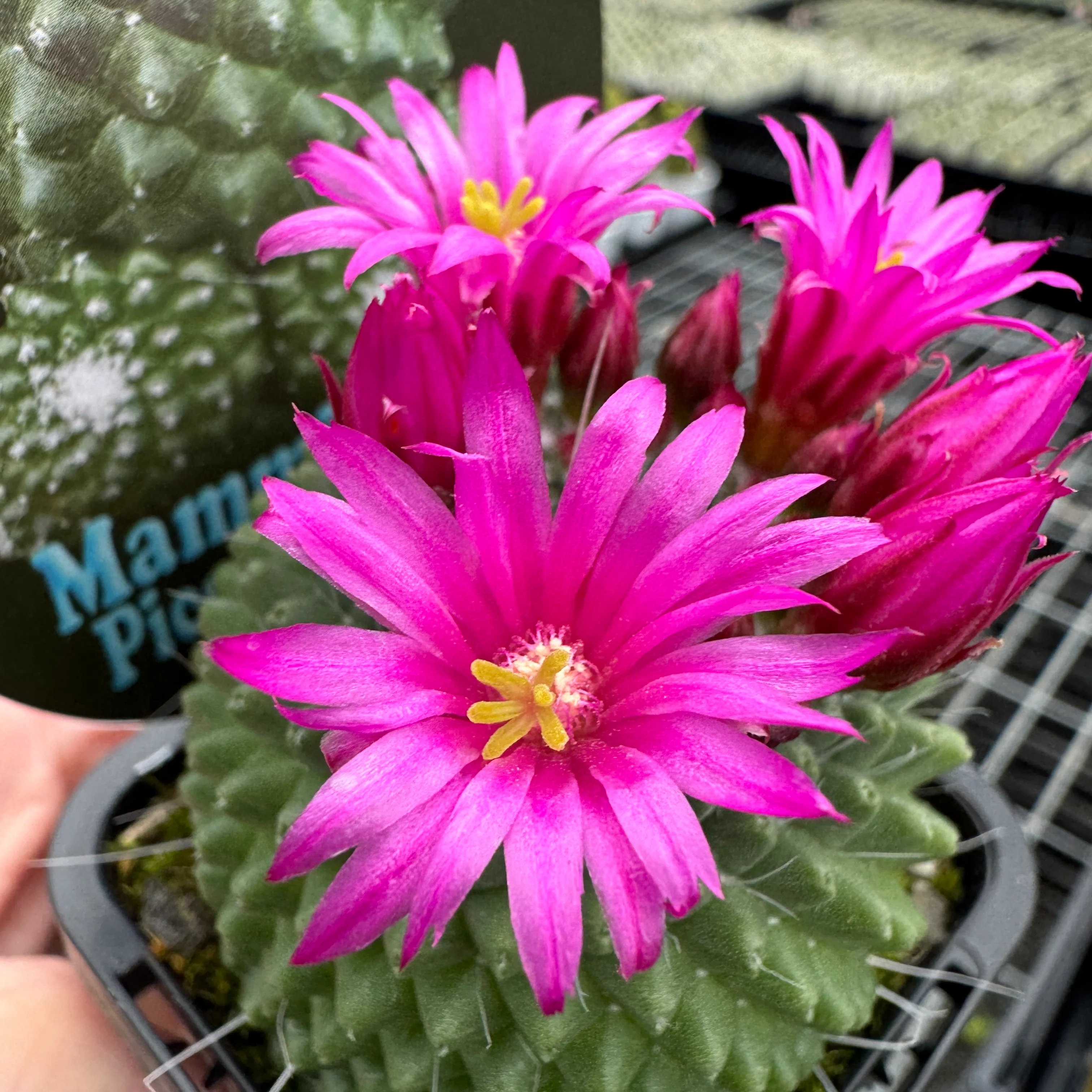 Mammillaria spinosissima Pico Compacta - Image 2
