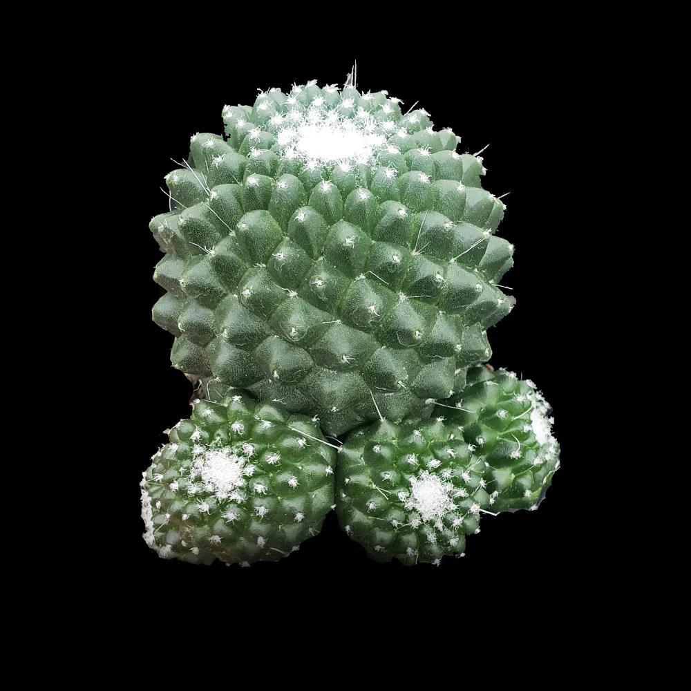 Mammillaria spinosissima Pico Compacta - Image 3