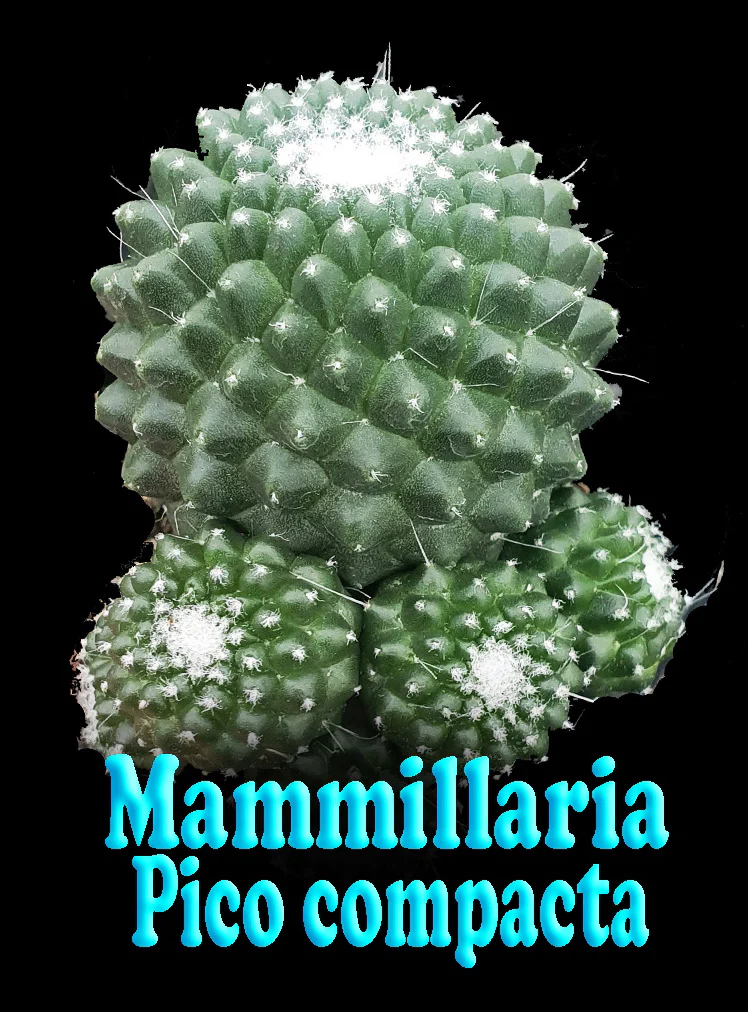 Mammillaria spinosissima Pico Compacta - Image 4