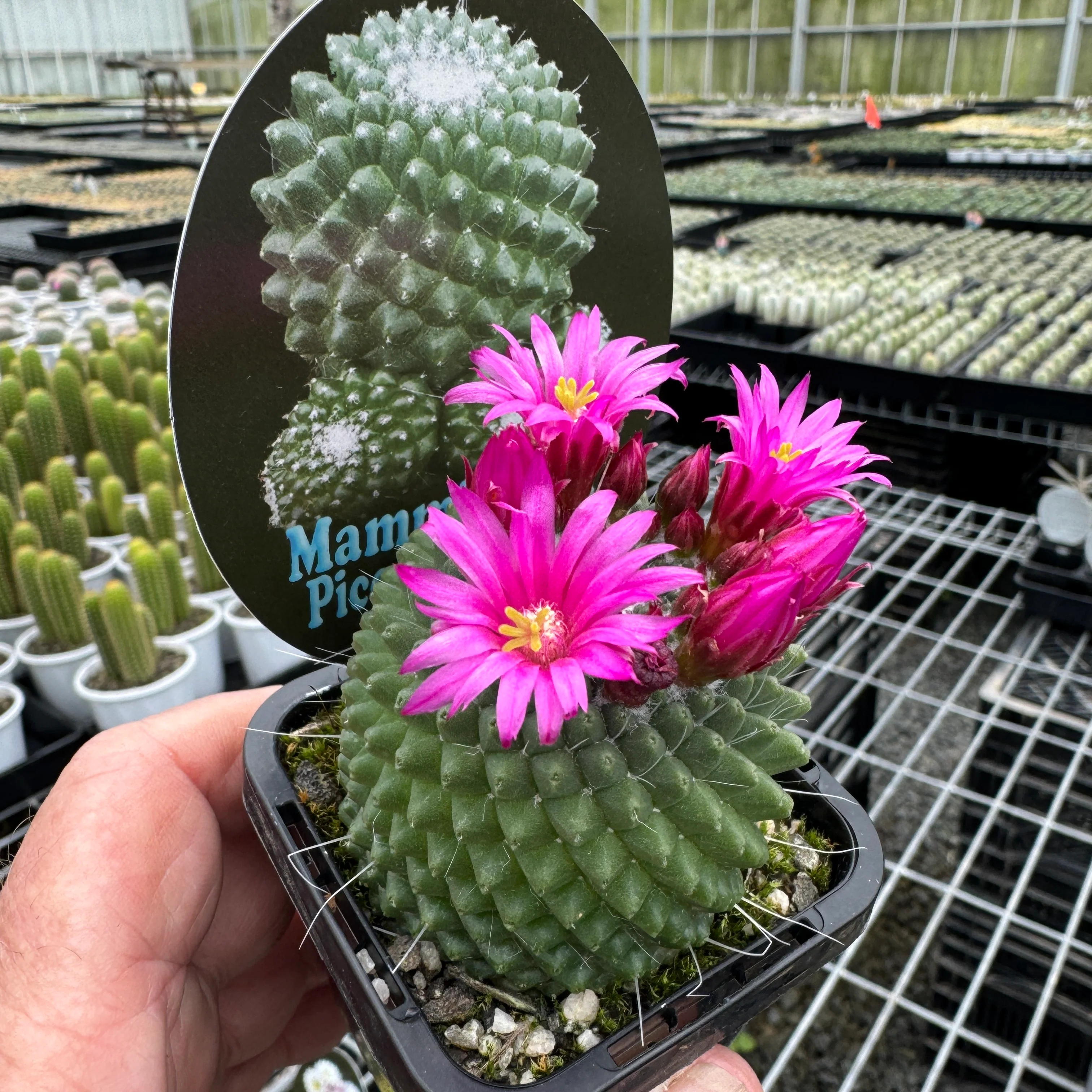 Mammillaria spinosissima Pico Compacta - Image 5