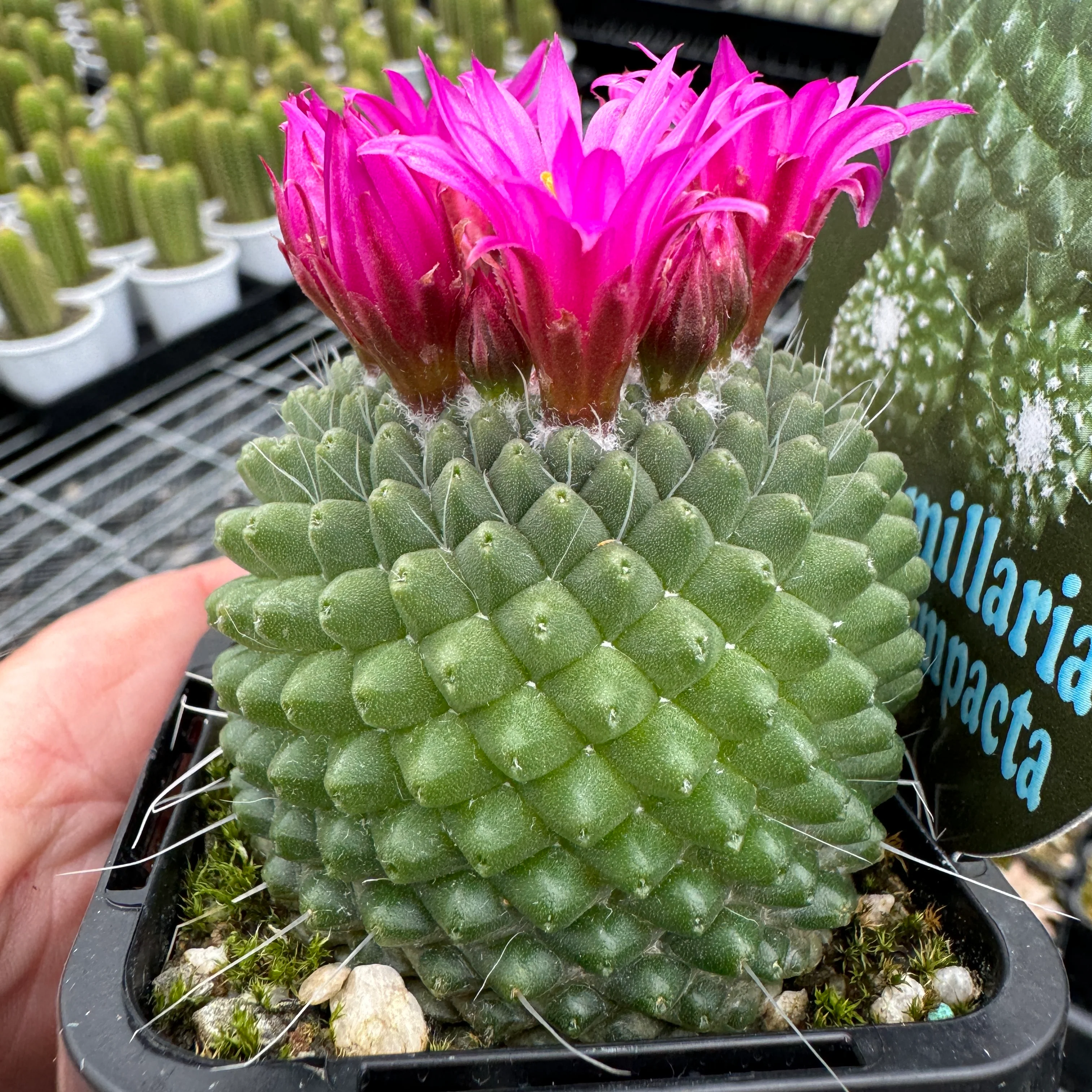 Mammillaria spinosissima Pico Compacta - Image 7