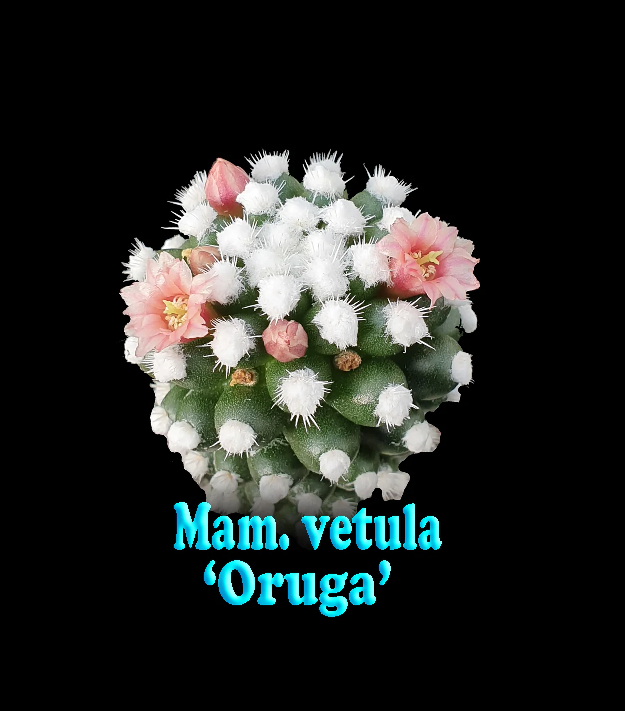 Mammillaria vetula cv. 'Oruga' - The Caterpillar Cactus - Image 3