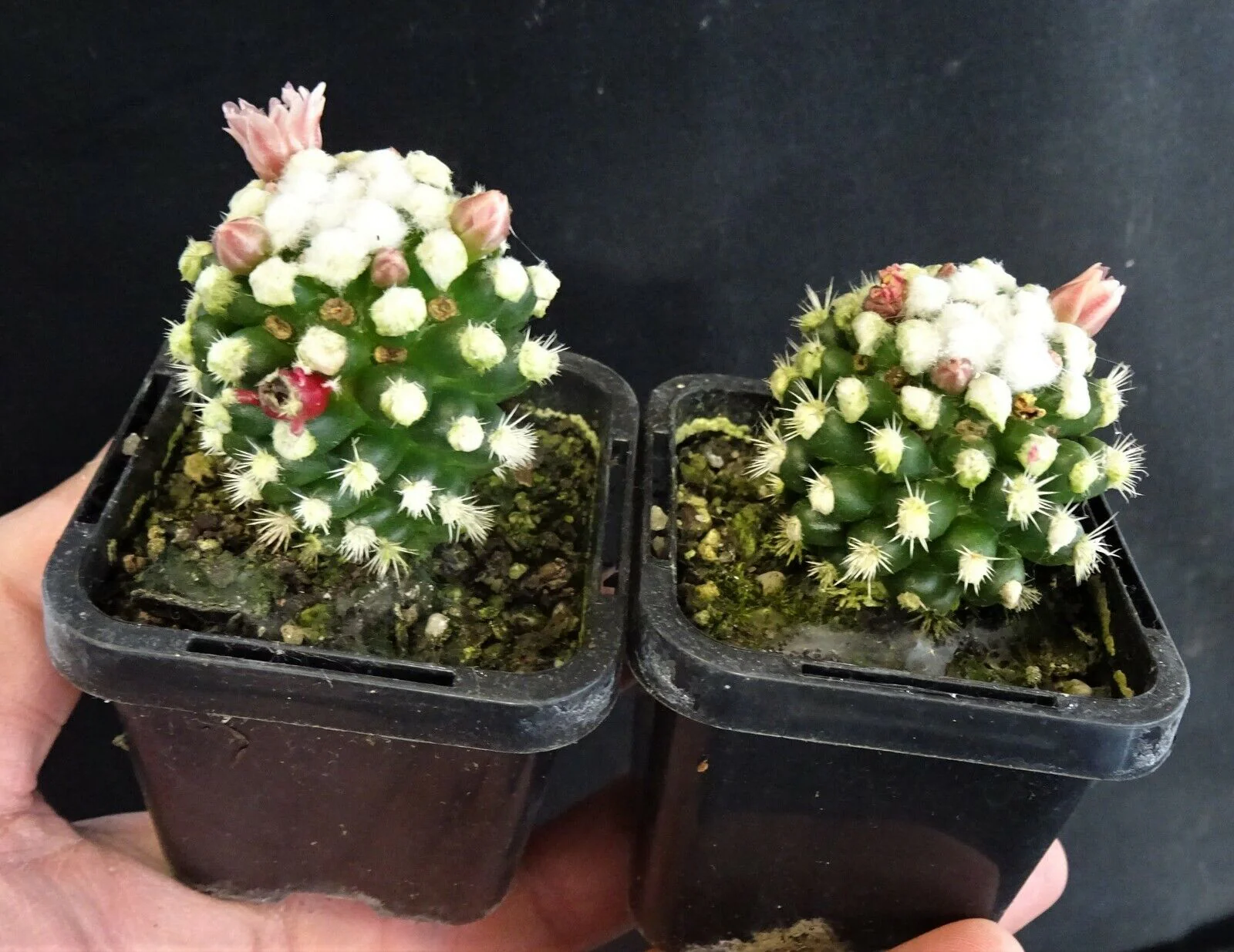 Mammillaria vetula cv. 'Oruga' - The Caterpillar Cactus - Image 4