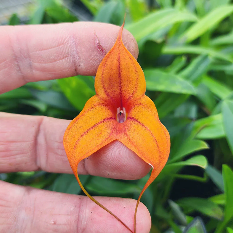 Masdevallia  Cusco Gold 'Beenak' - Image 3