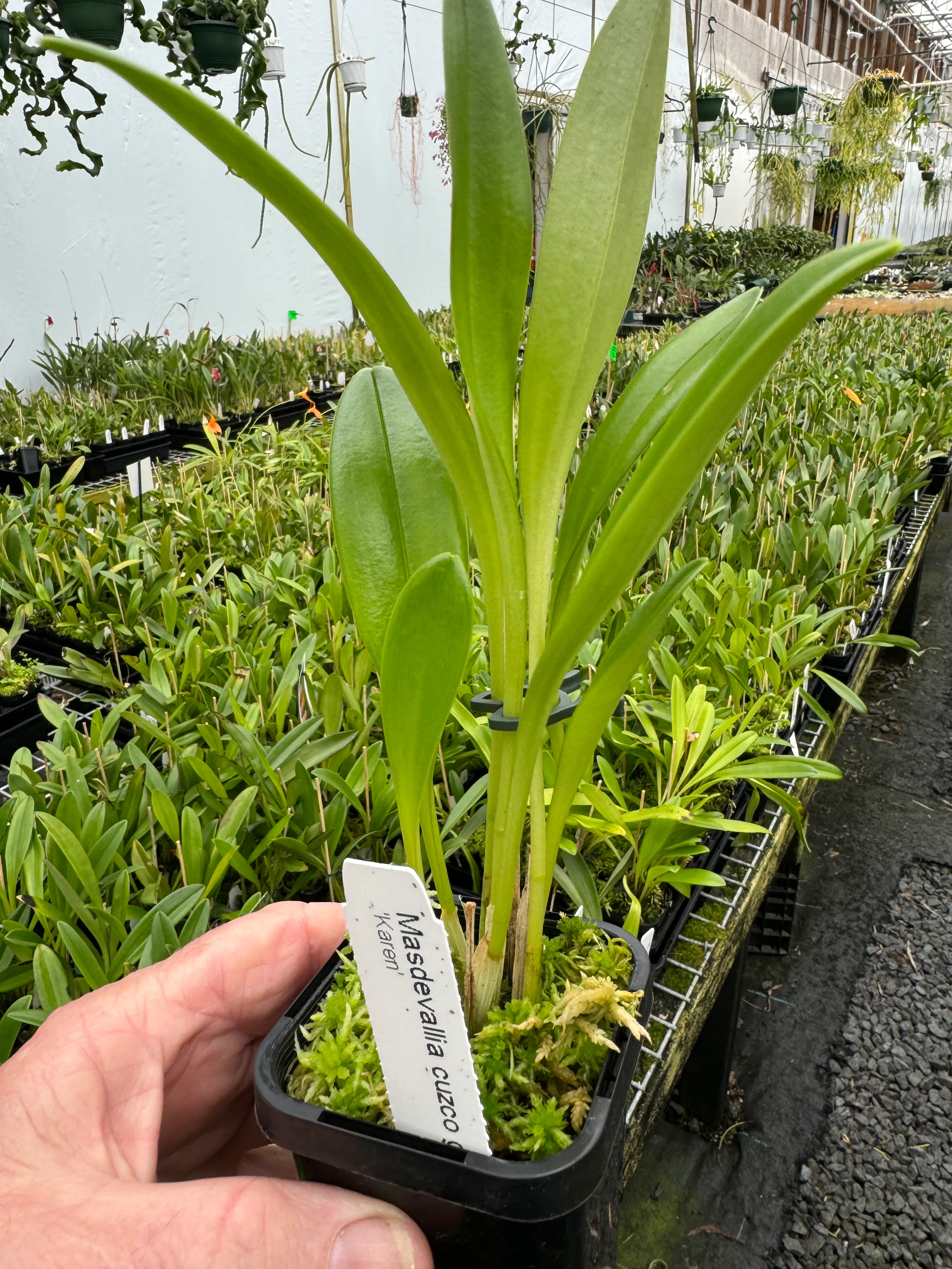 Masdevallia Cusco Gold 'Karen' - Image 3
