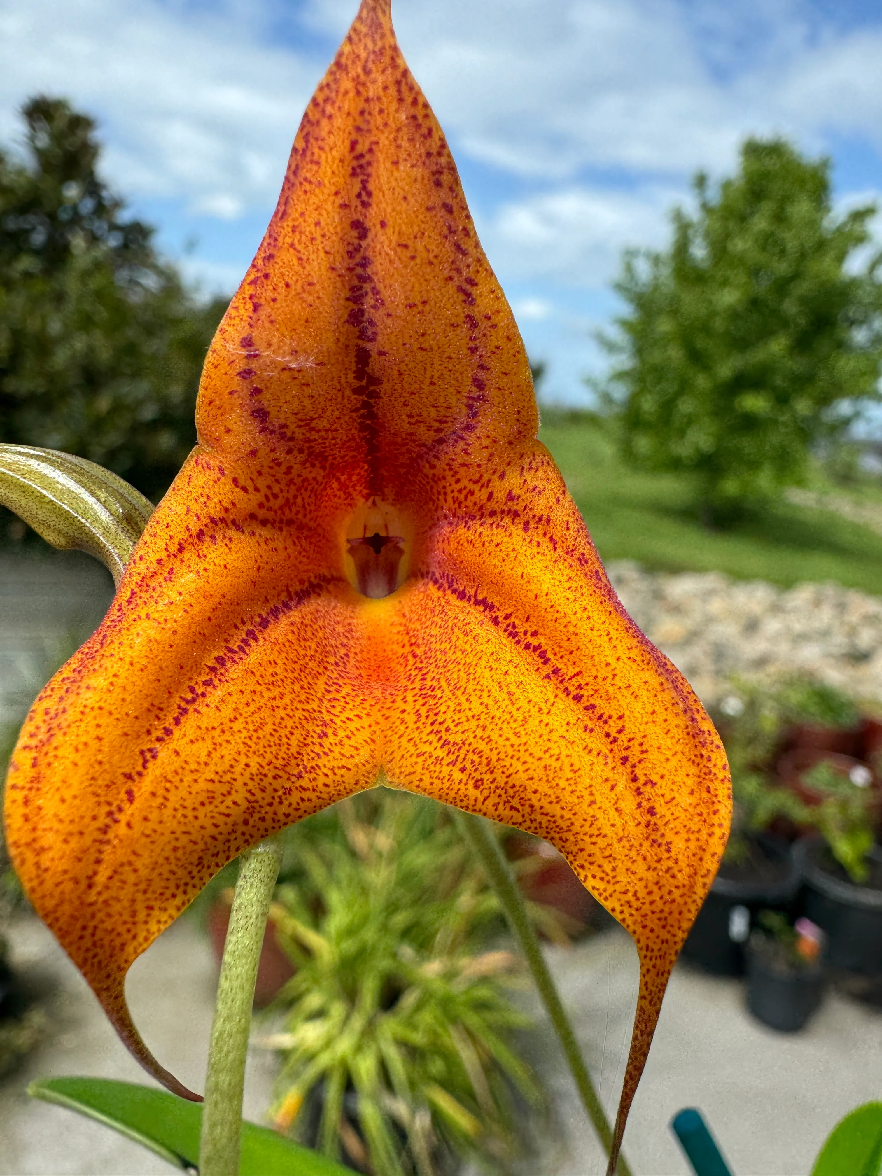 Masdevallia Cusco Gold 'Karen' - Image 4