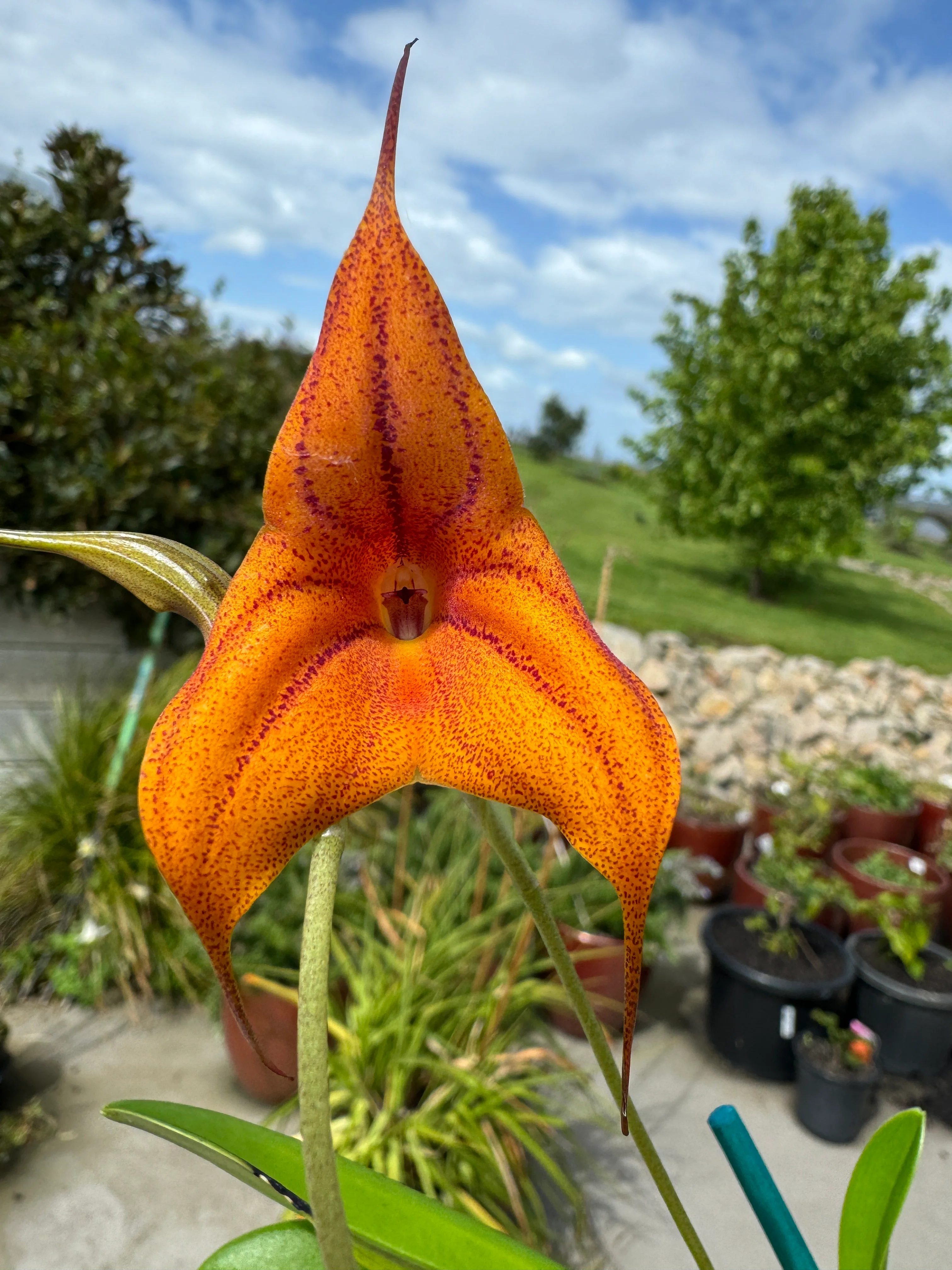 Masdevallia Cusco Gold 'Karen' - Image 5