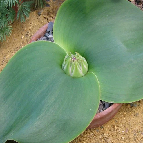 Massonia depressa - Image 2