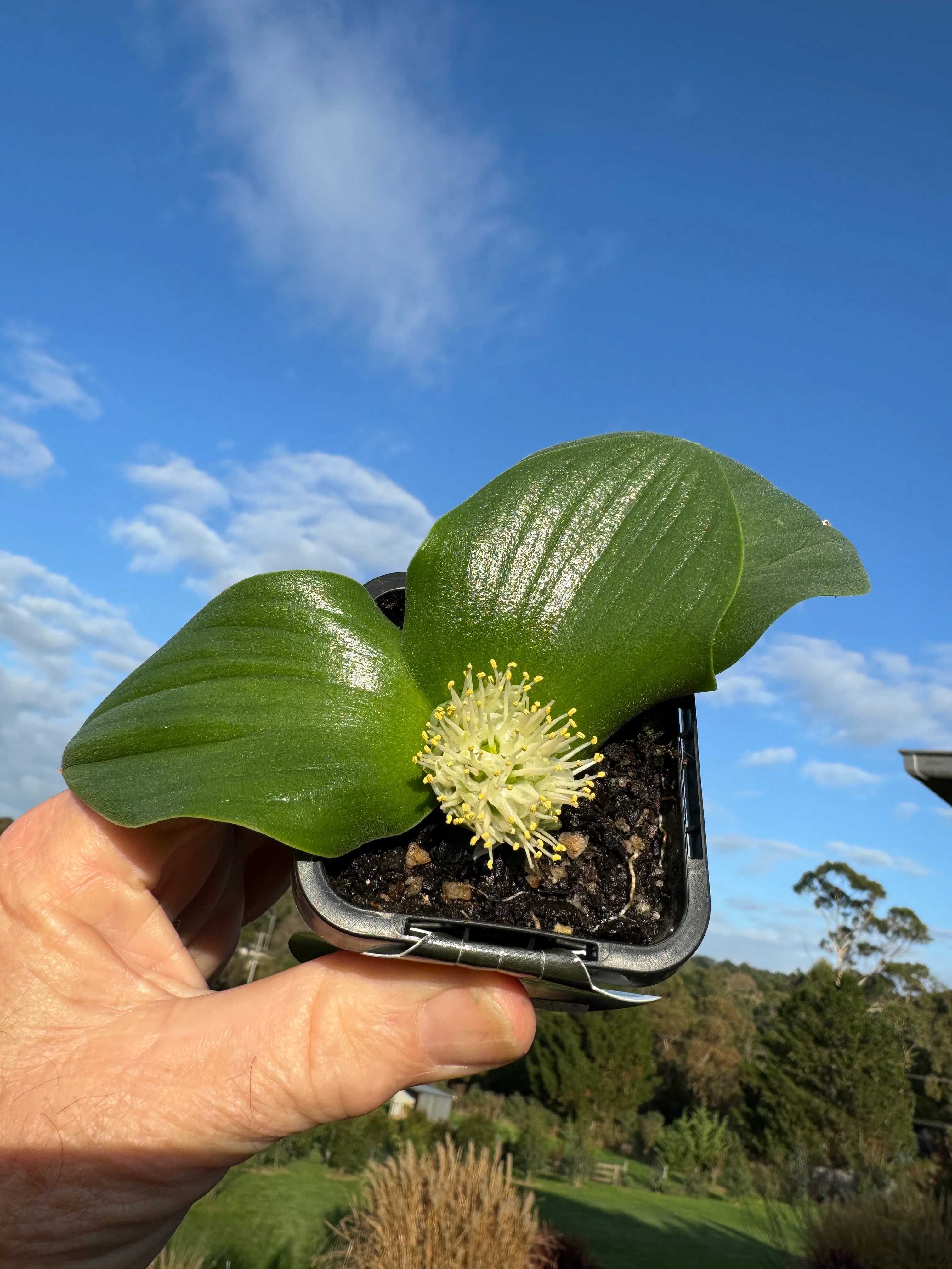 Massonia depressa - Image 3