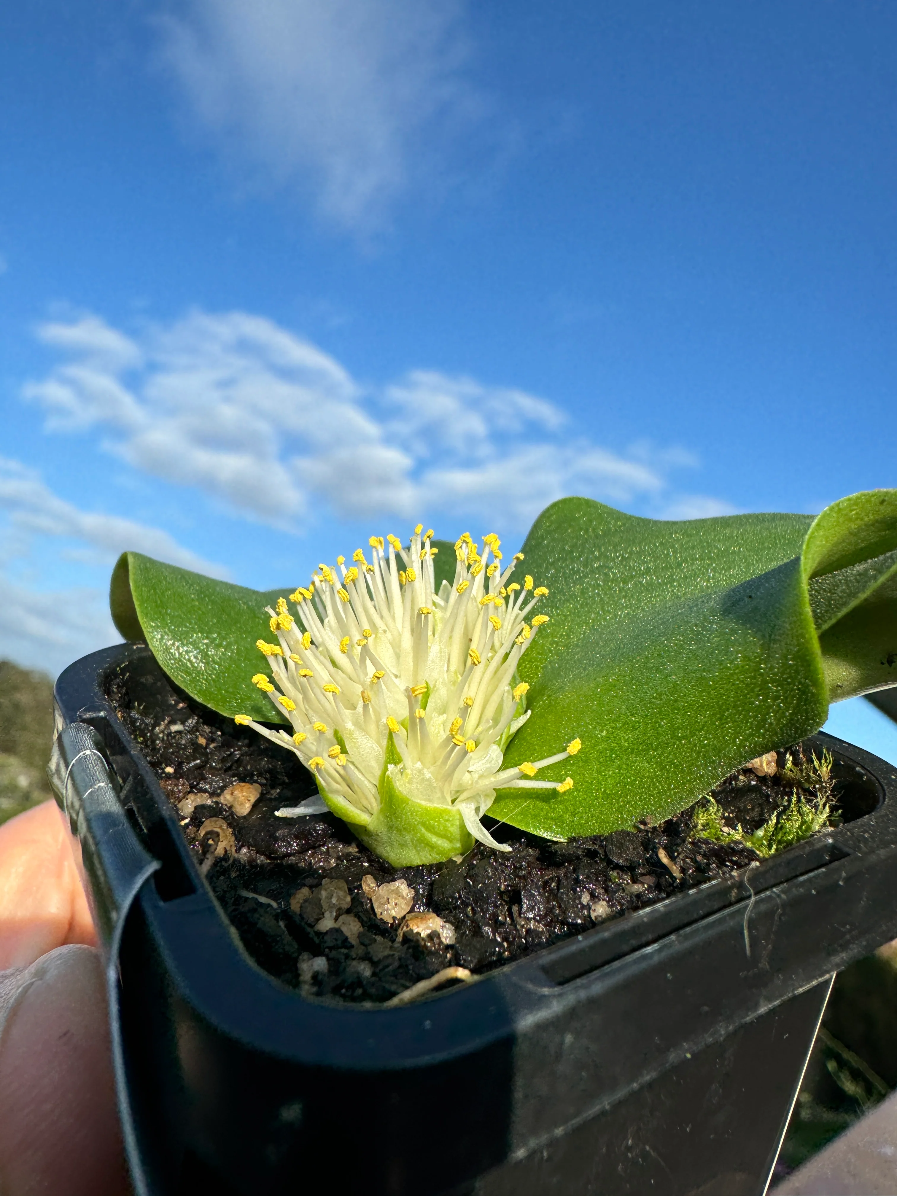 Massonia depressa - Image 4