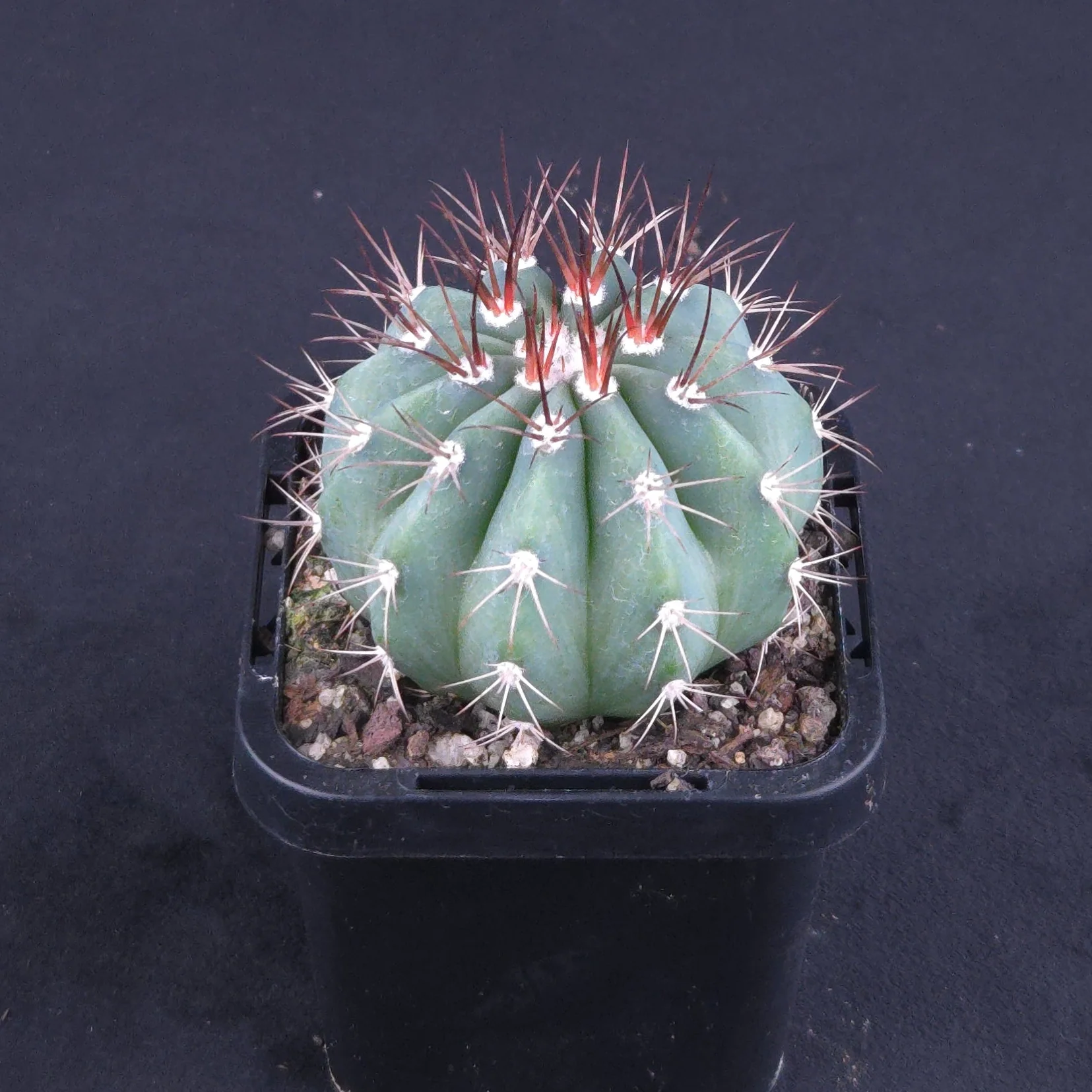 Melocactus azureus – Turk's Cap Cactus - Image 3