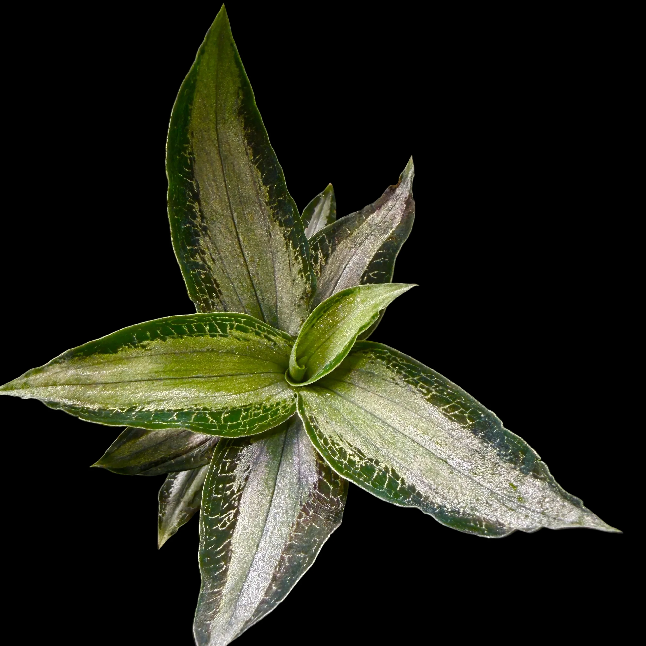 Microchilus argenteus (syn. Aspidogyne argentea) (WA Prohibited) - Image 3