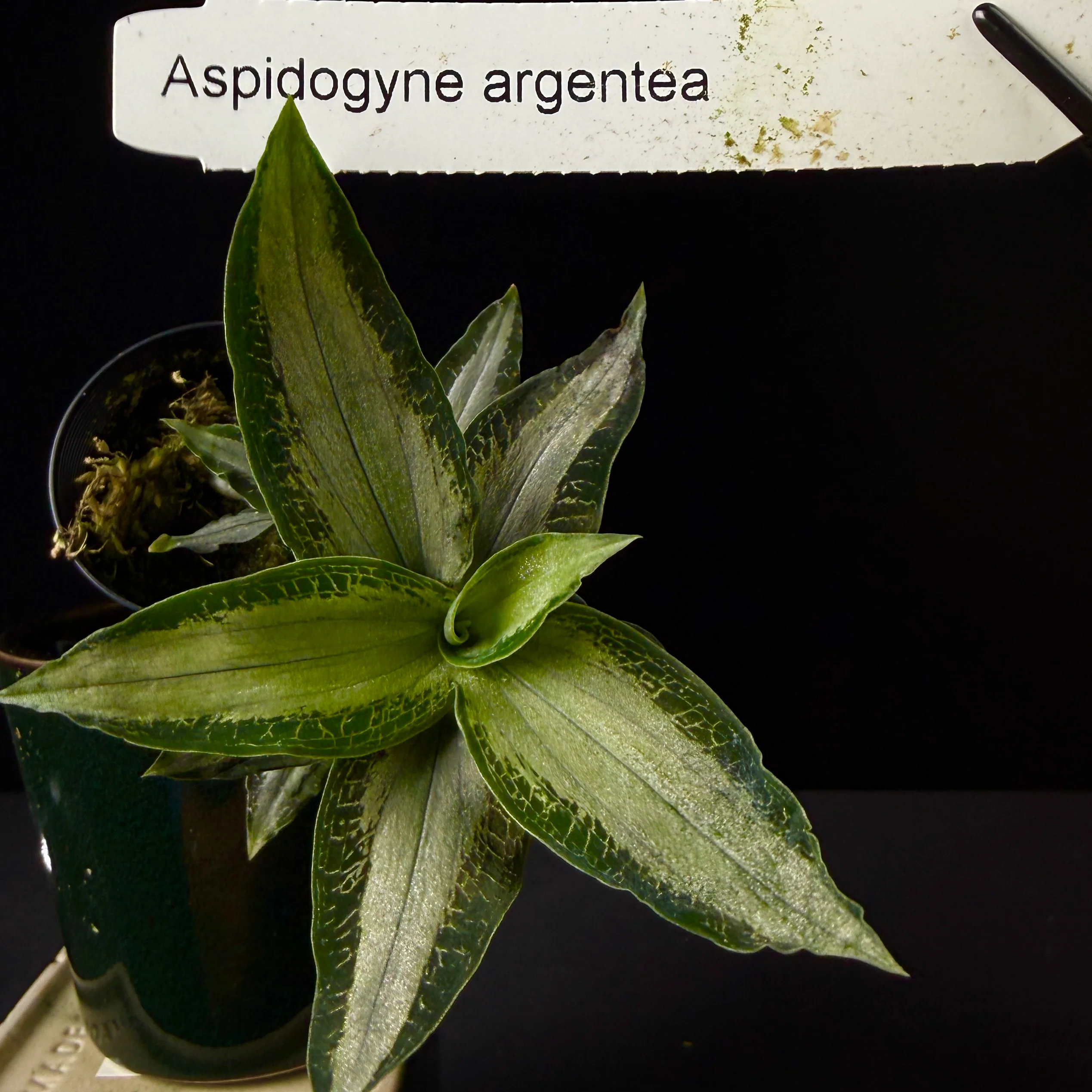 Microchilus argenteus (syn. Aspidogyne argentea) (WA Prohibited) - Image 4