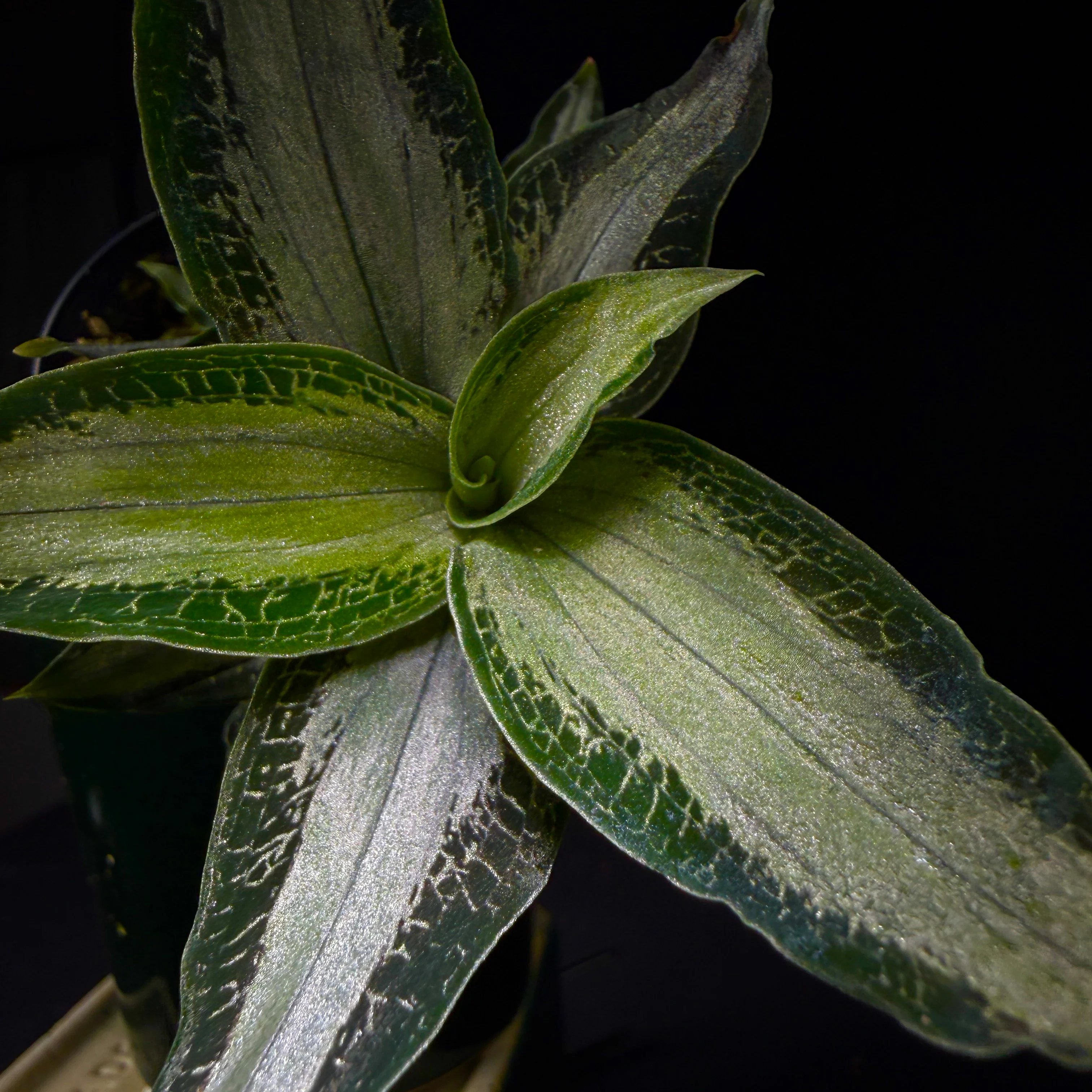 Microchilus argenteus (syn. Aspidogyne argentea) (WA Prohibited) - Image 5
