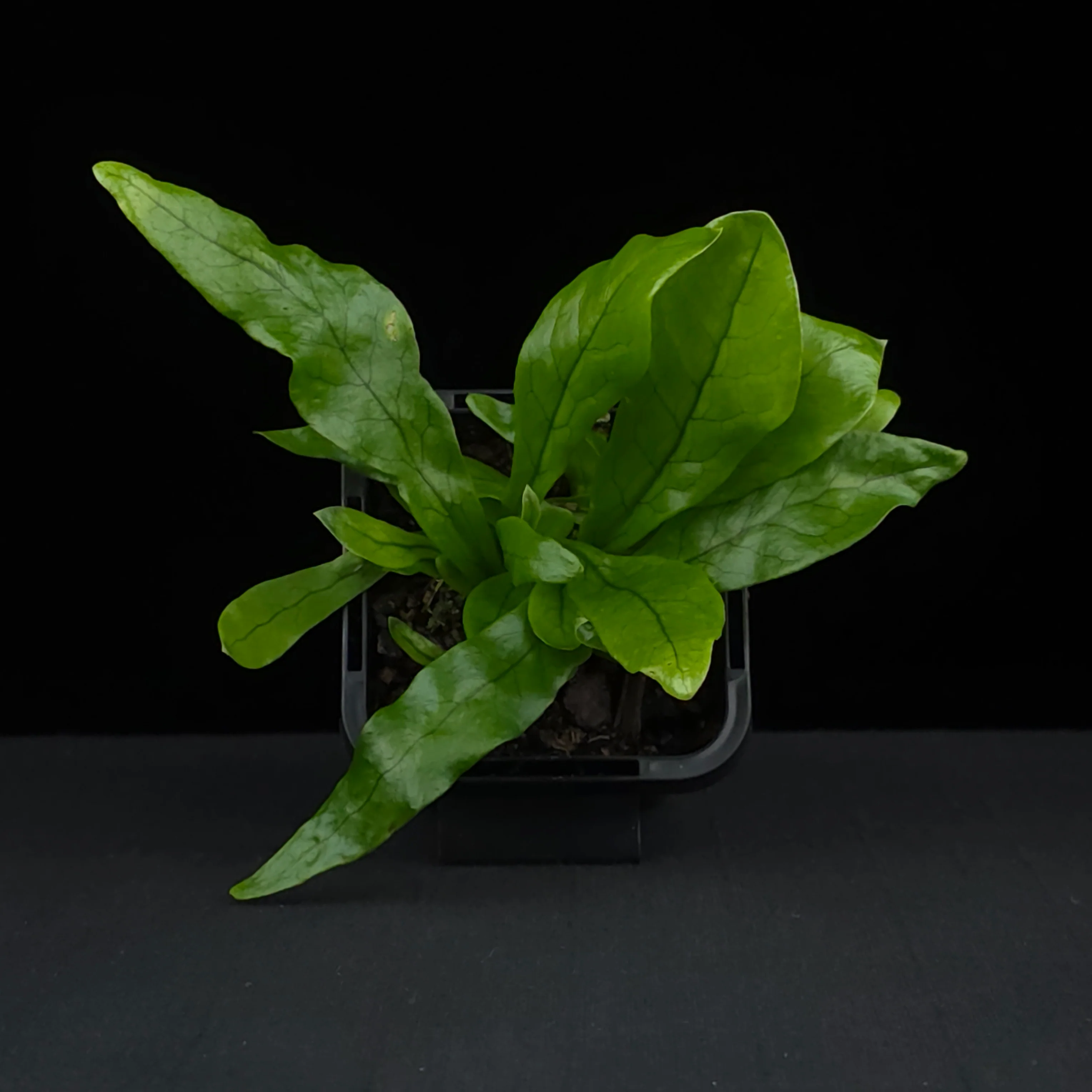 Microsorum musifolium 'Crocodyllus' - The Crocodile Fern - Image 4
