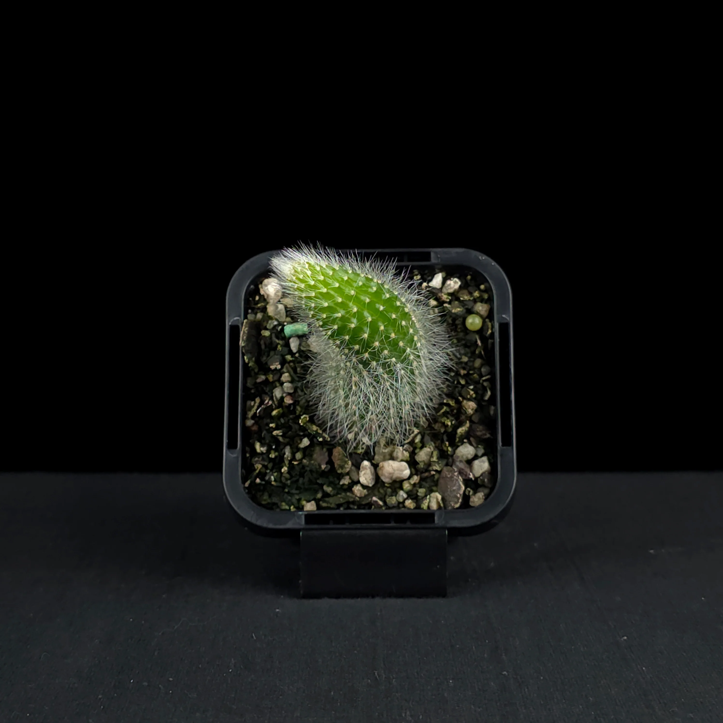 Cleistocactus winteri subsp. colademononis - Monkey's Tail Cactus - Image 4