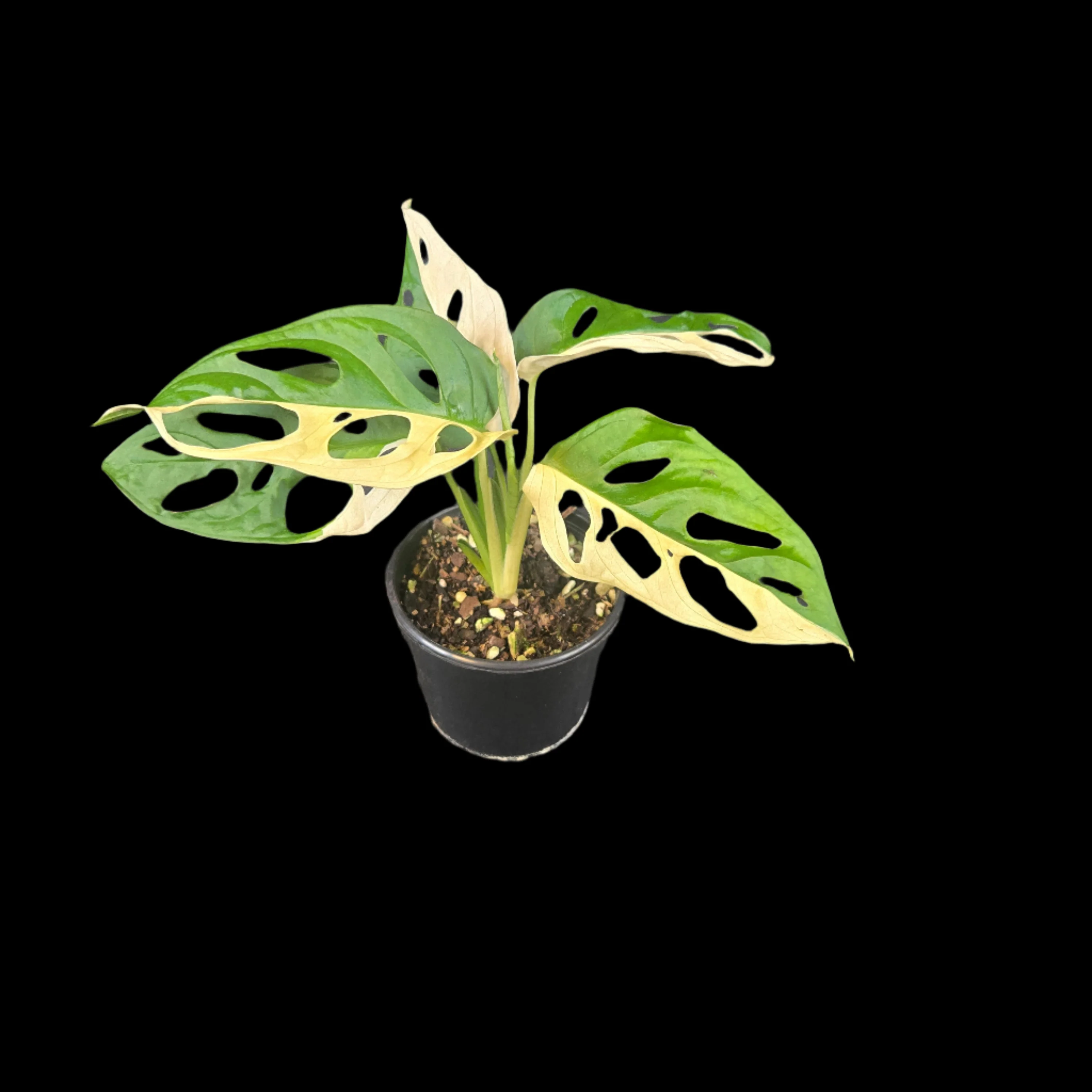 Monstera adansonii Variegated - Image 3