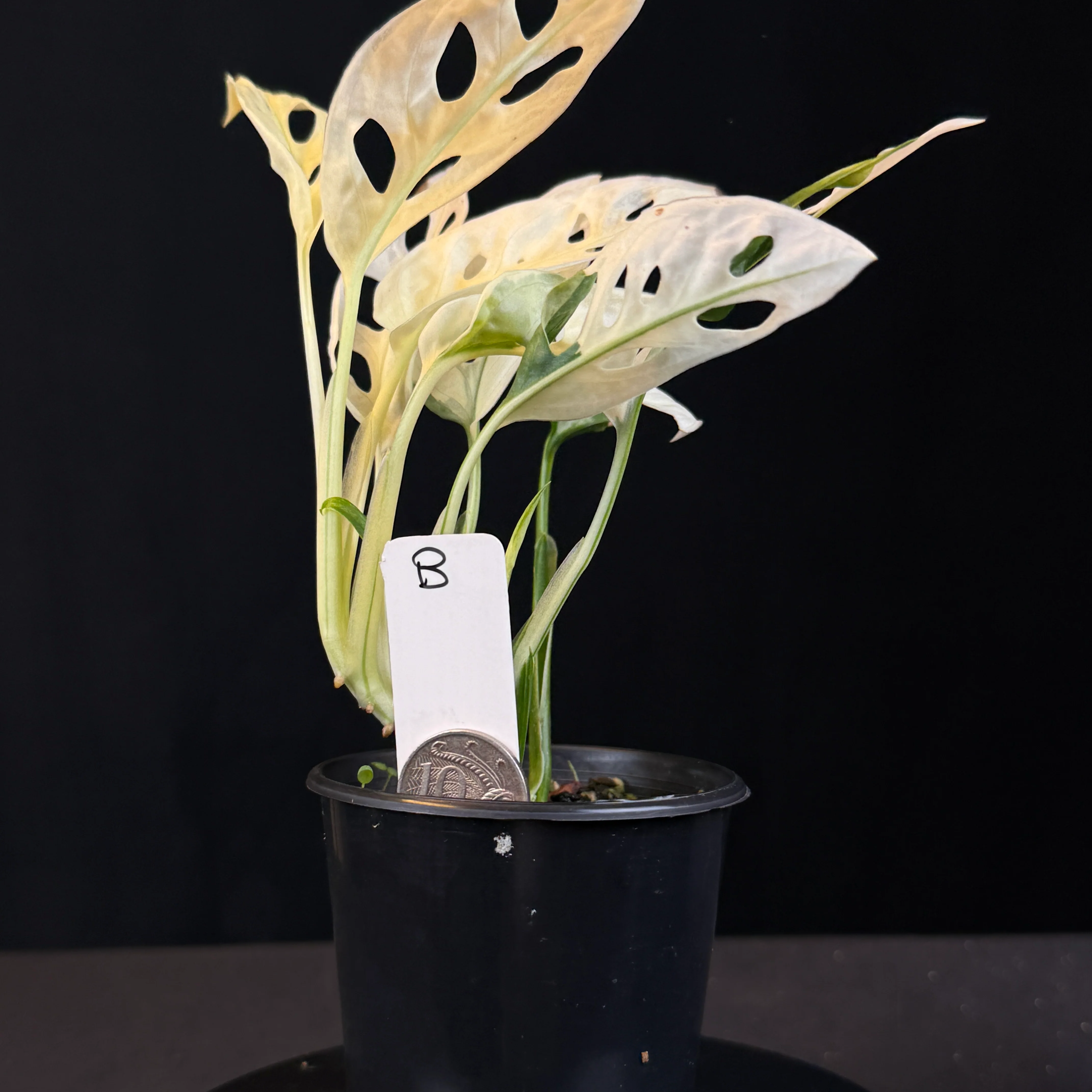 Monstera adansonii Variegated (One Only)