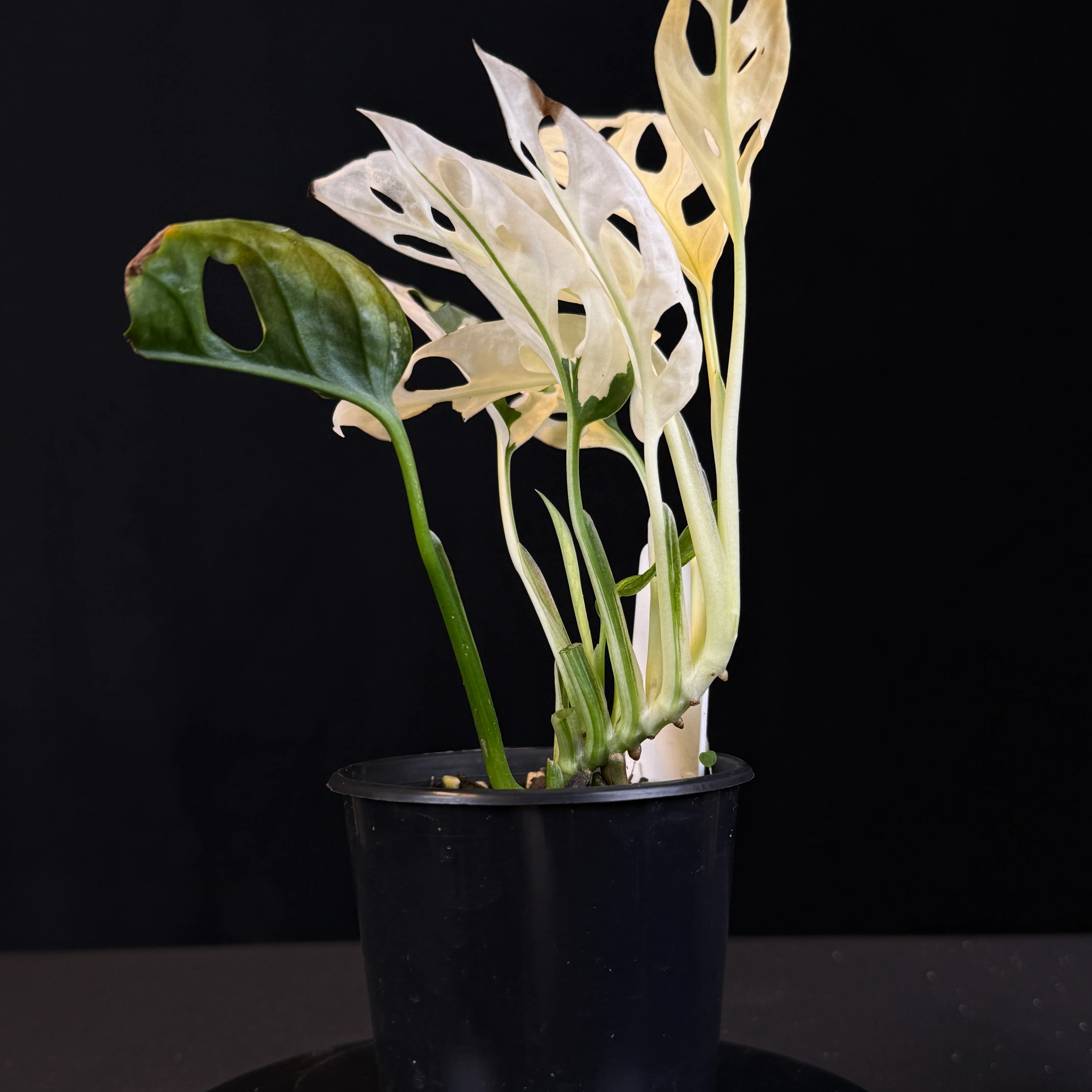 Monstera adansonii Variegated (One Only) - Image 2