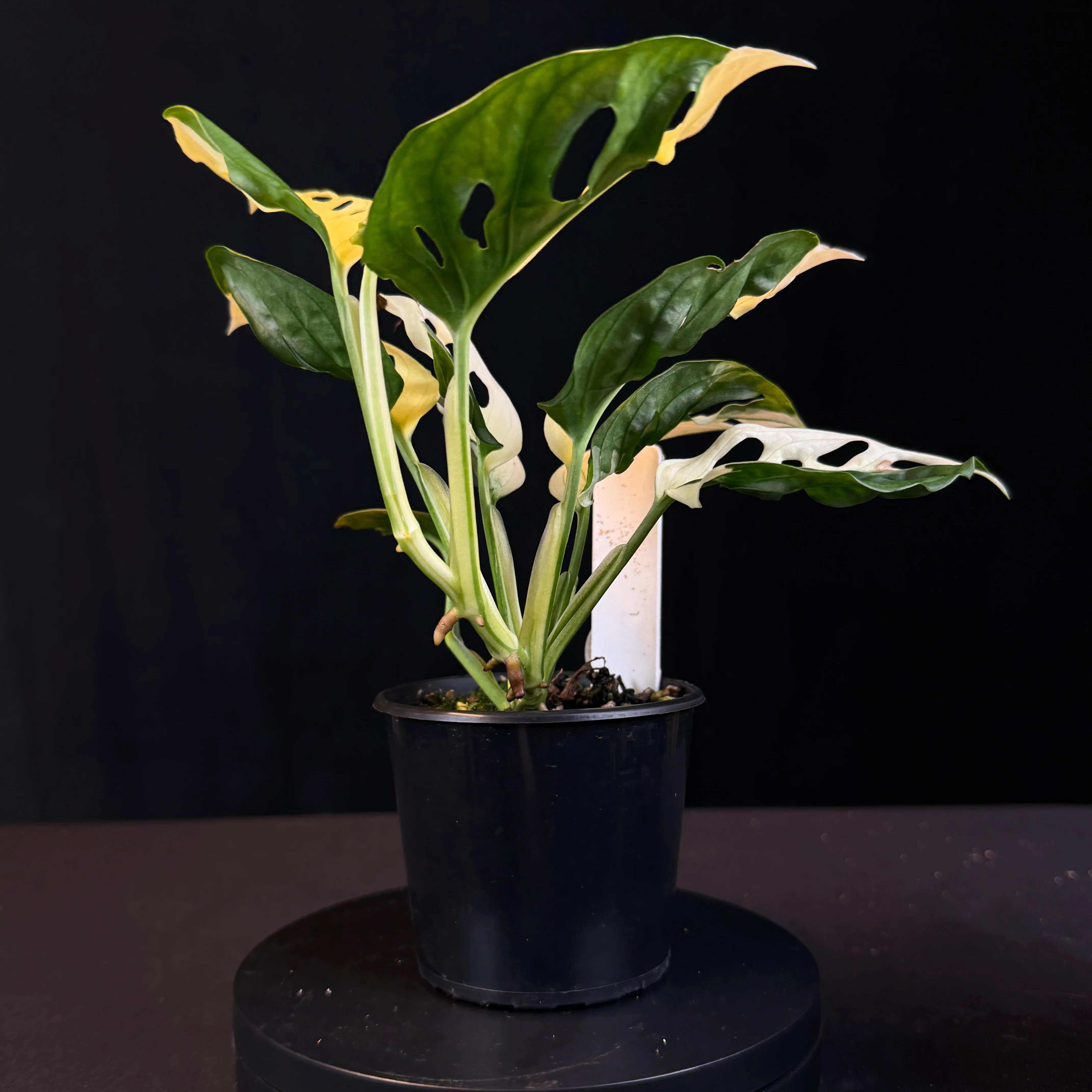 Monstera adansonii Variegated (One Only) - Image 3