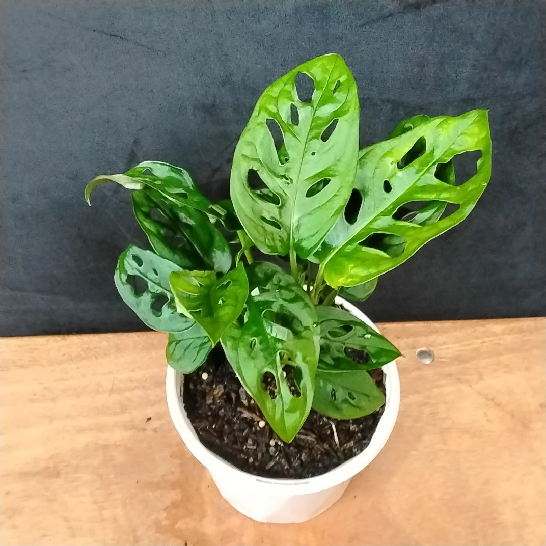 Monstera adansonii - Image 2